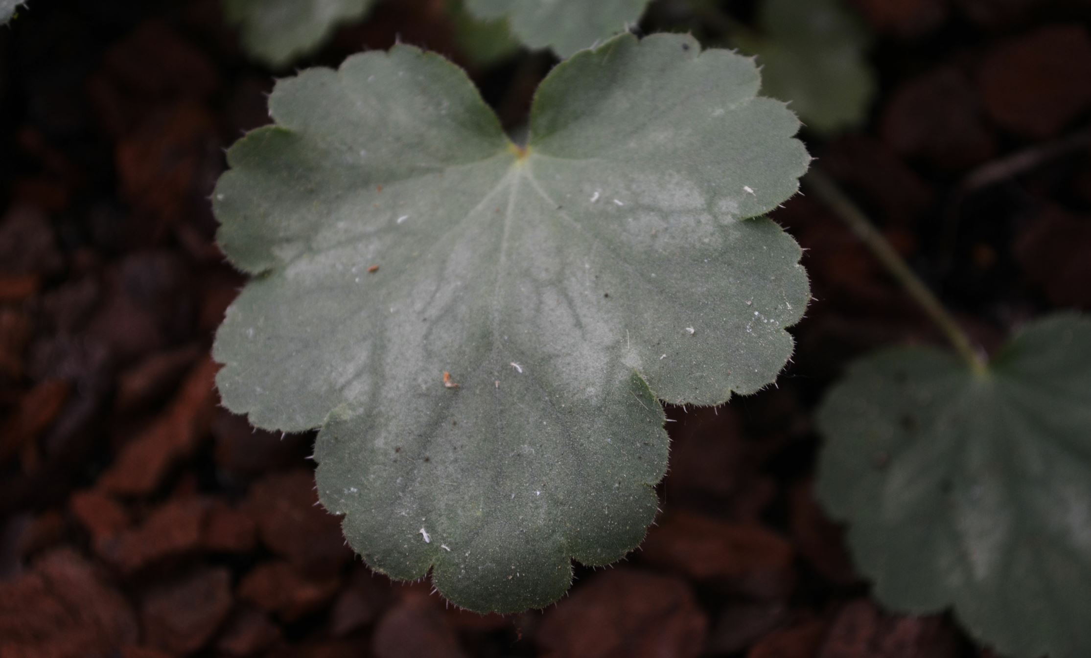 Image of Heuchera sanguinea