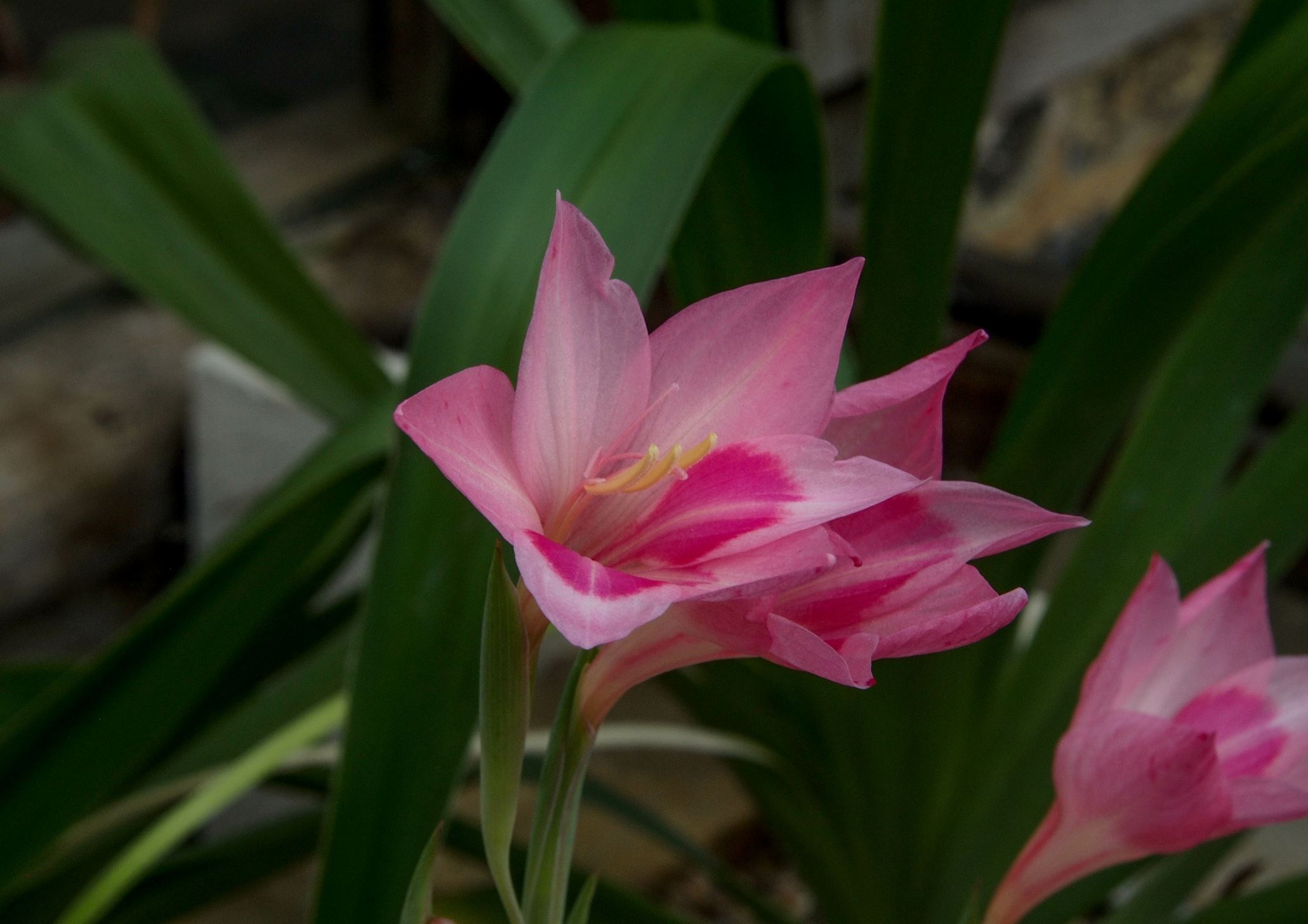 Image of Gladiolus carmineus