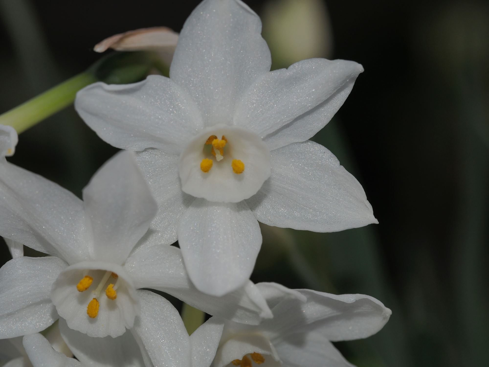 Image of Narcissus tazetta subsp. canariensis