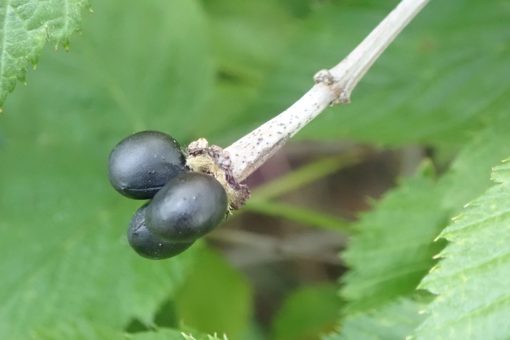 Image of Rhodotypos scandens