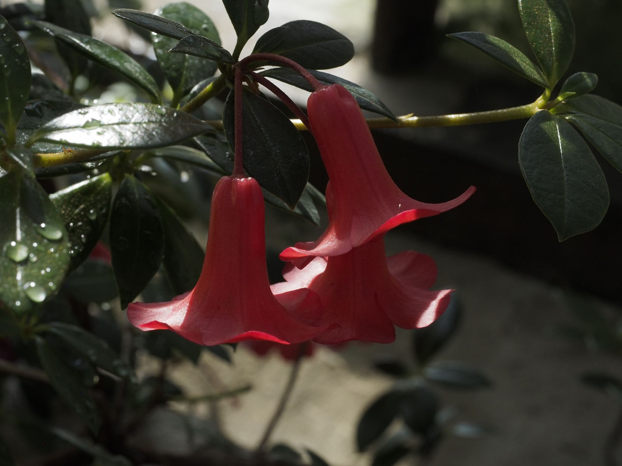 Image of Rhododendron 'Saint Valentine'