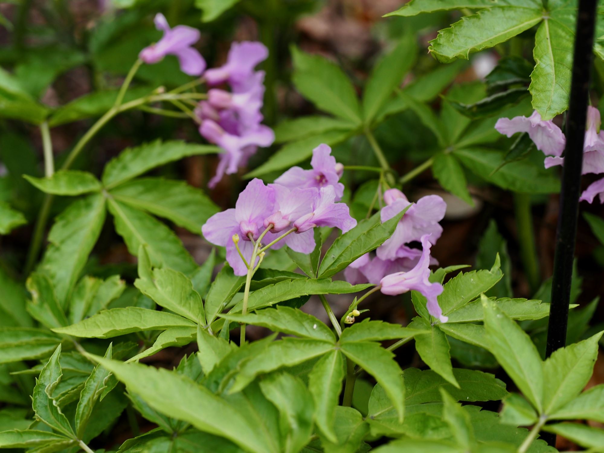 Image of Cardamine pentaphyllos