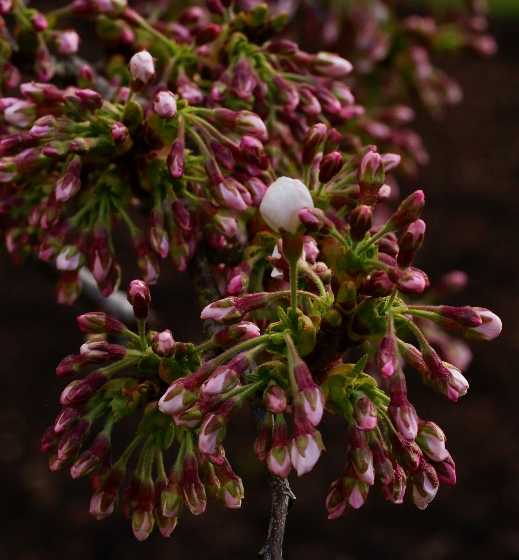 Image of Prunus Ã— yedoensis