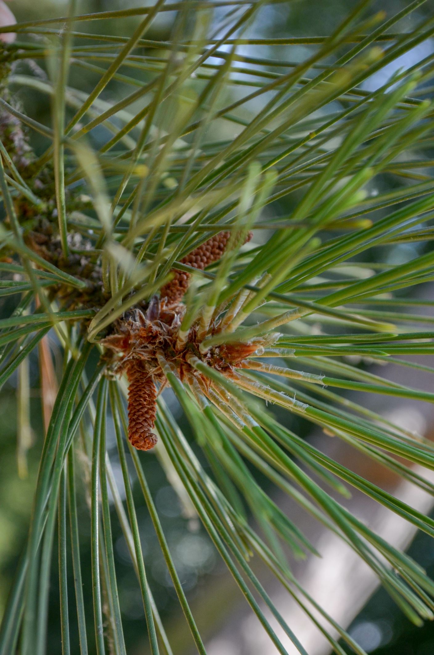 Image of Pinus nigra subsp. salzmannii