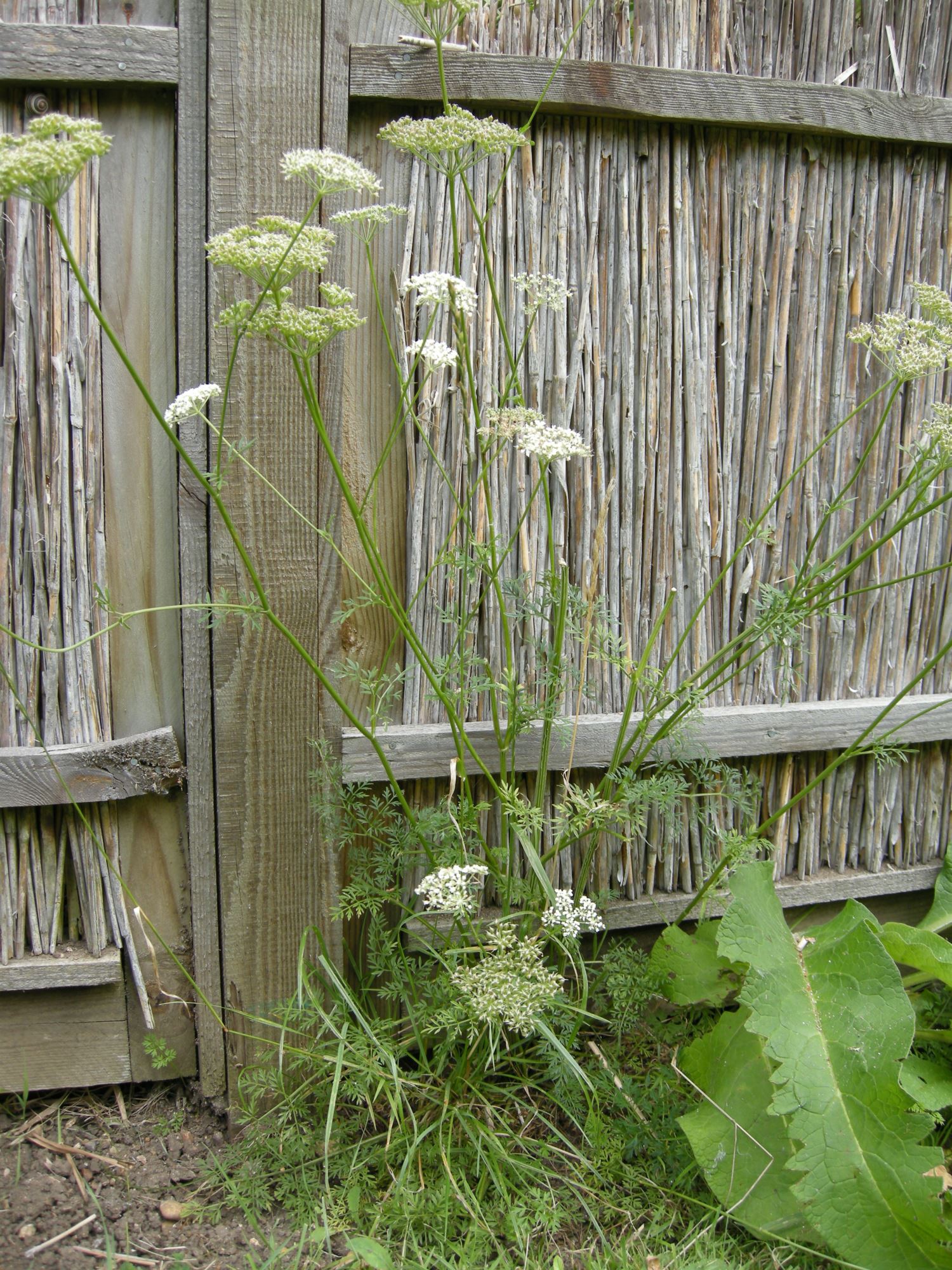 Image of Selinum carvifolia