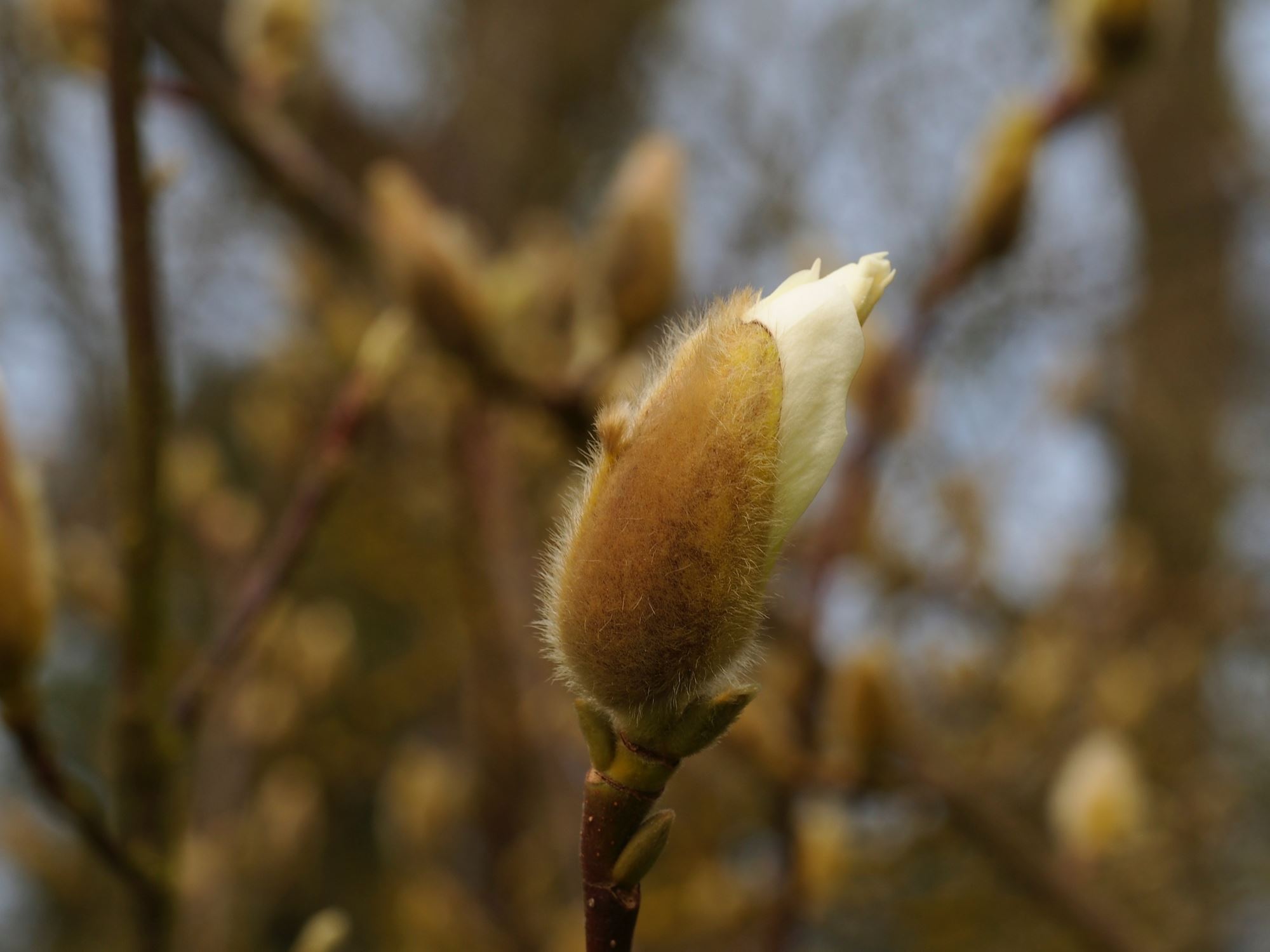 Image of Magnolia denudata