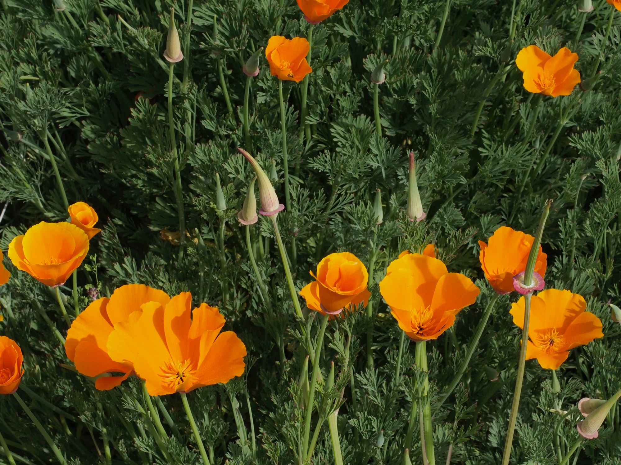 Image of Eschscholzia californica