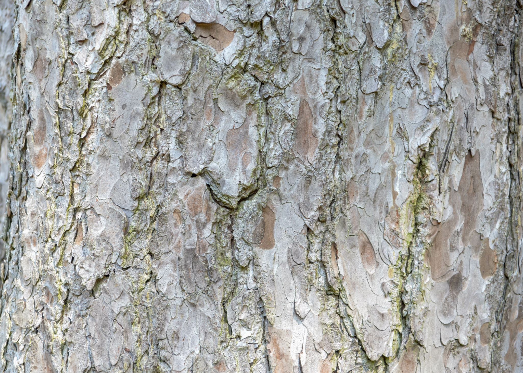Image of Pinus uncinata