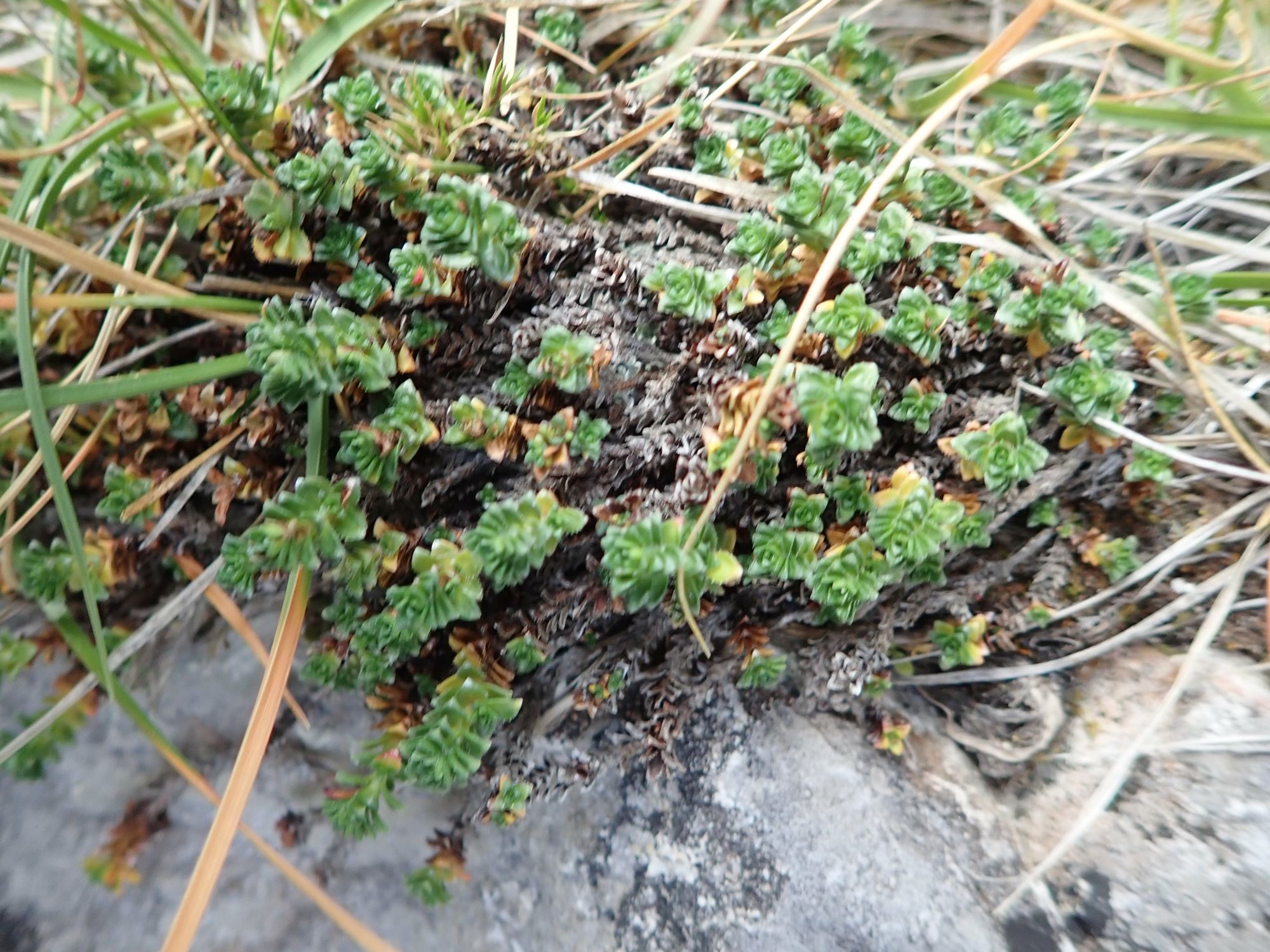 Image of Saxifraga oppositifolia var. oppositifolia