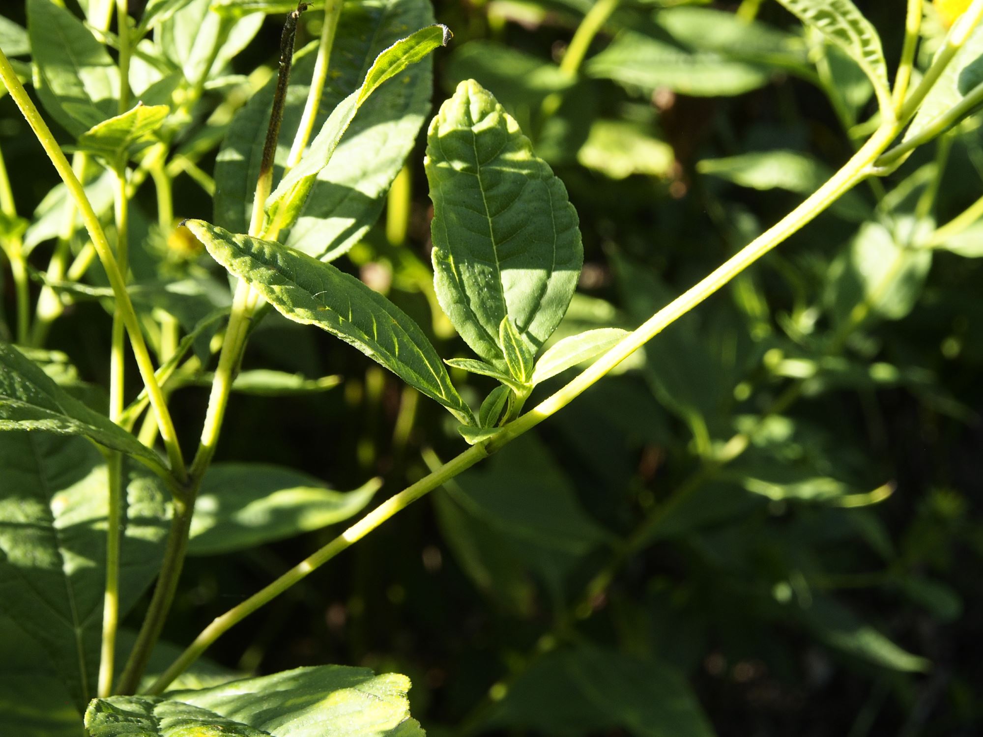 Image of Helianthus decapetalus