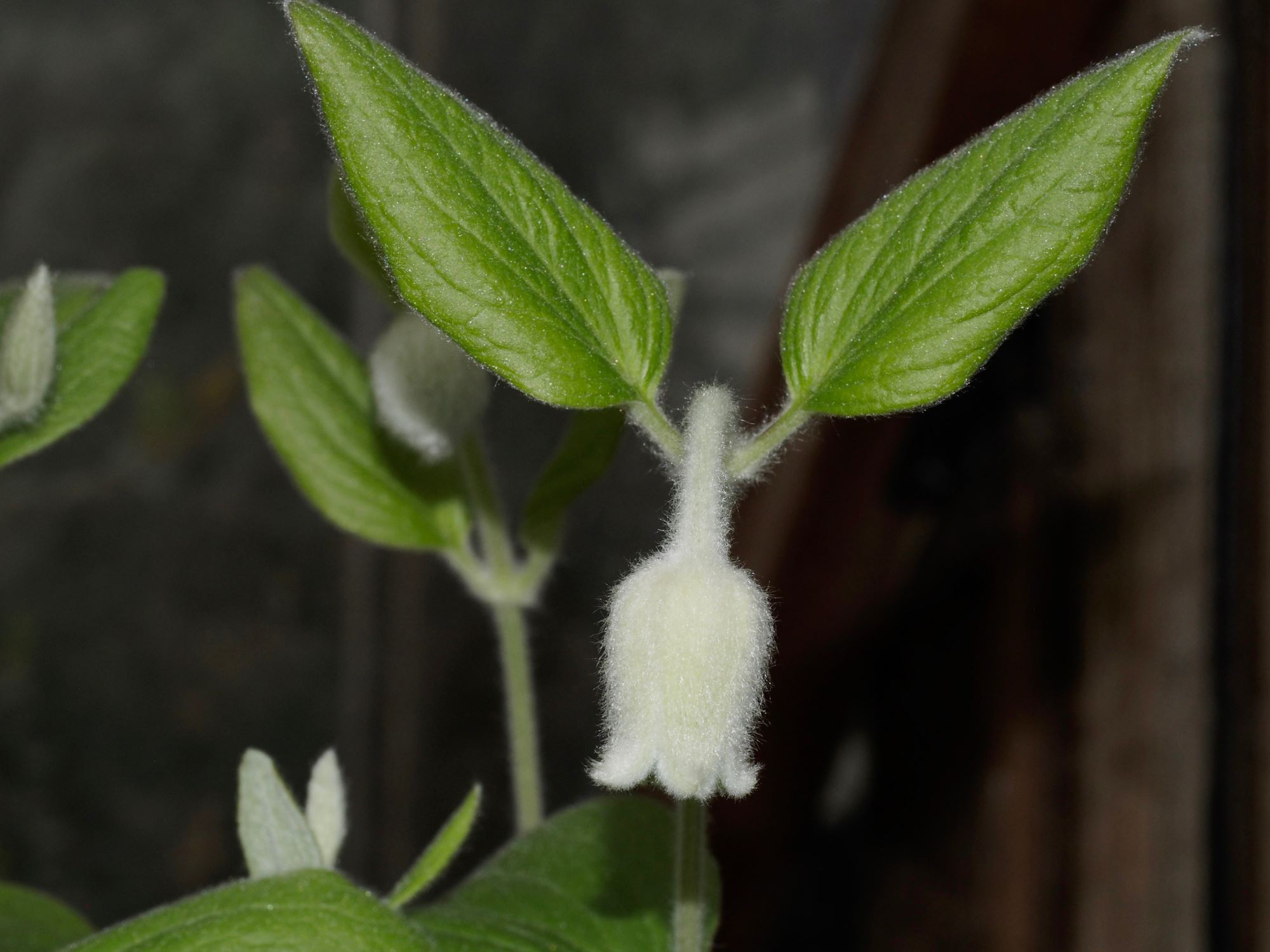 Image of Clematis coactilis