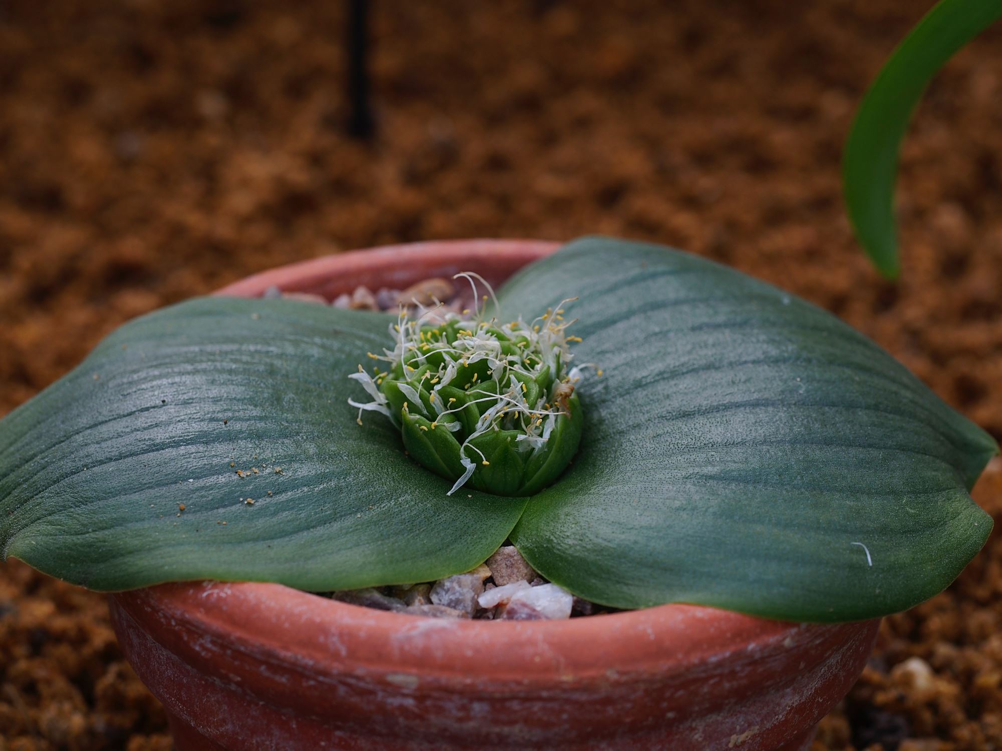 Image of Massonia pseudoechinata