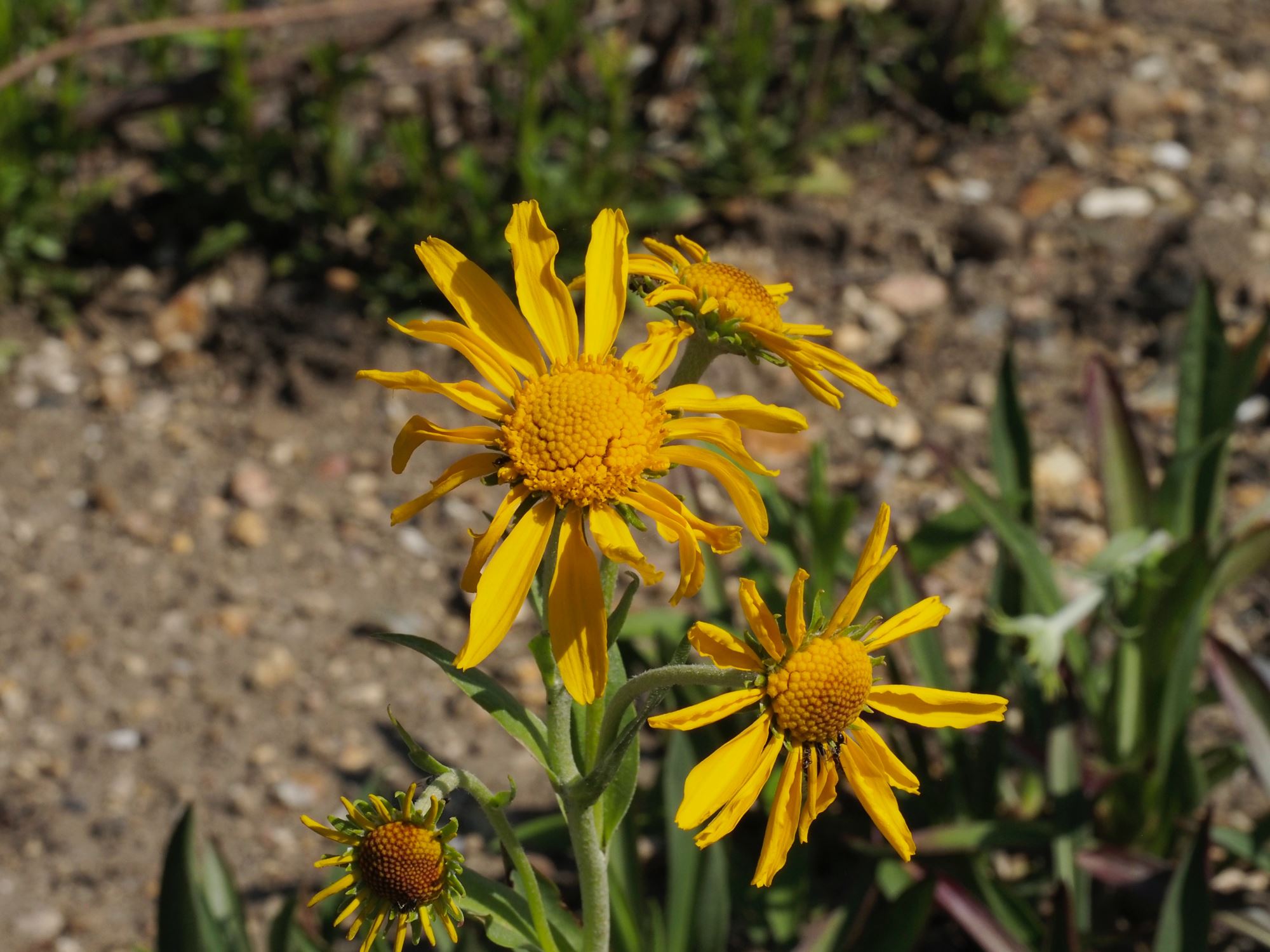 Image of Hymenoxys hoopesii