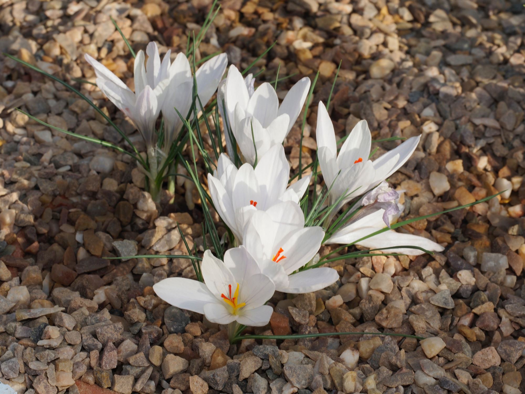 Image of Crocus asumaniae