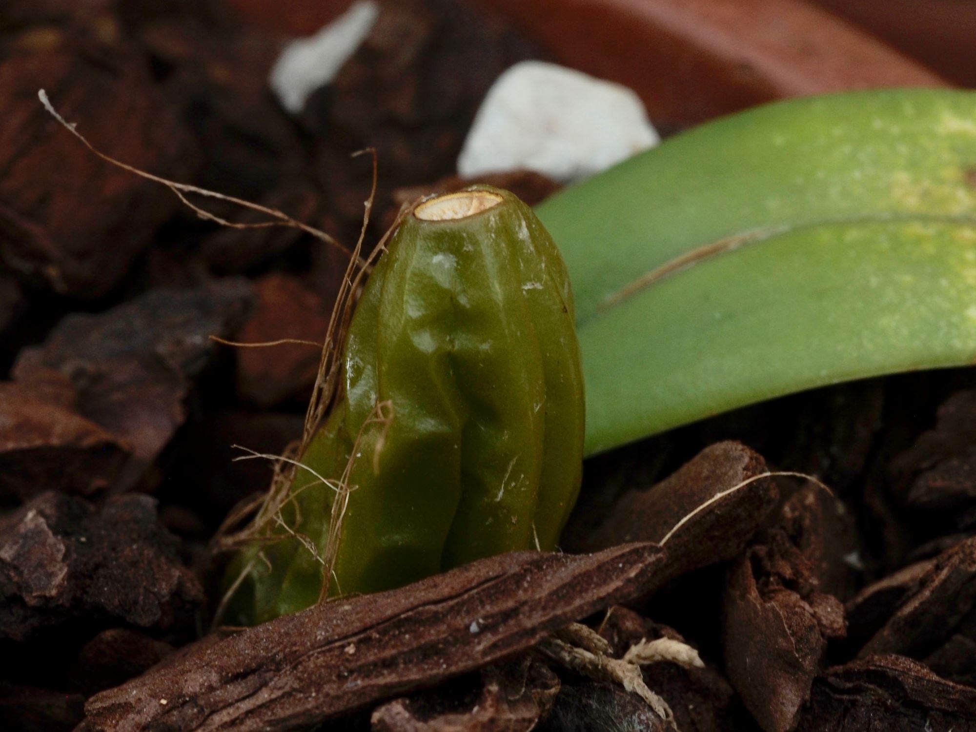 Image of Bulbophyllum umbellatum