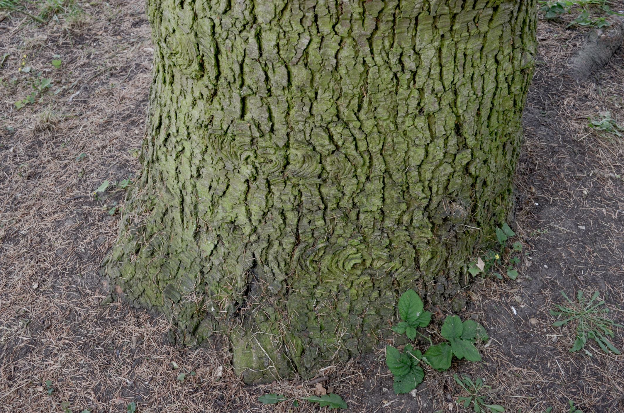 Image of Cedrus libani