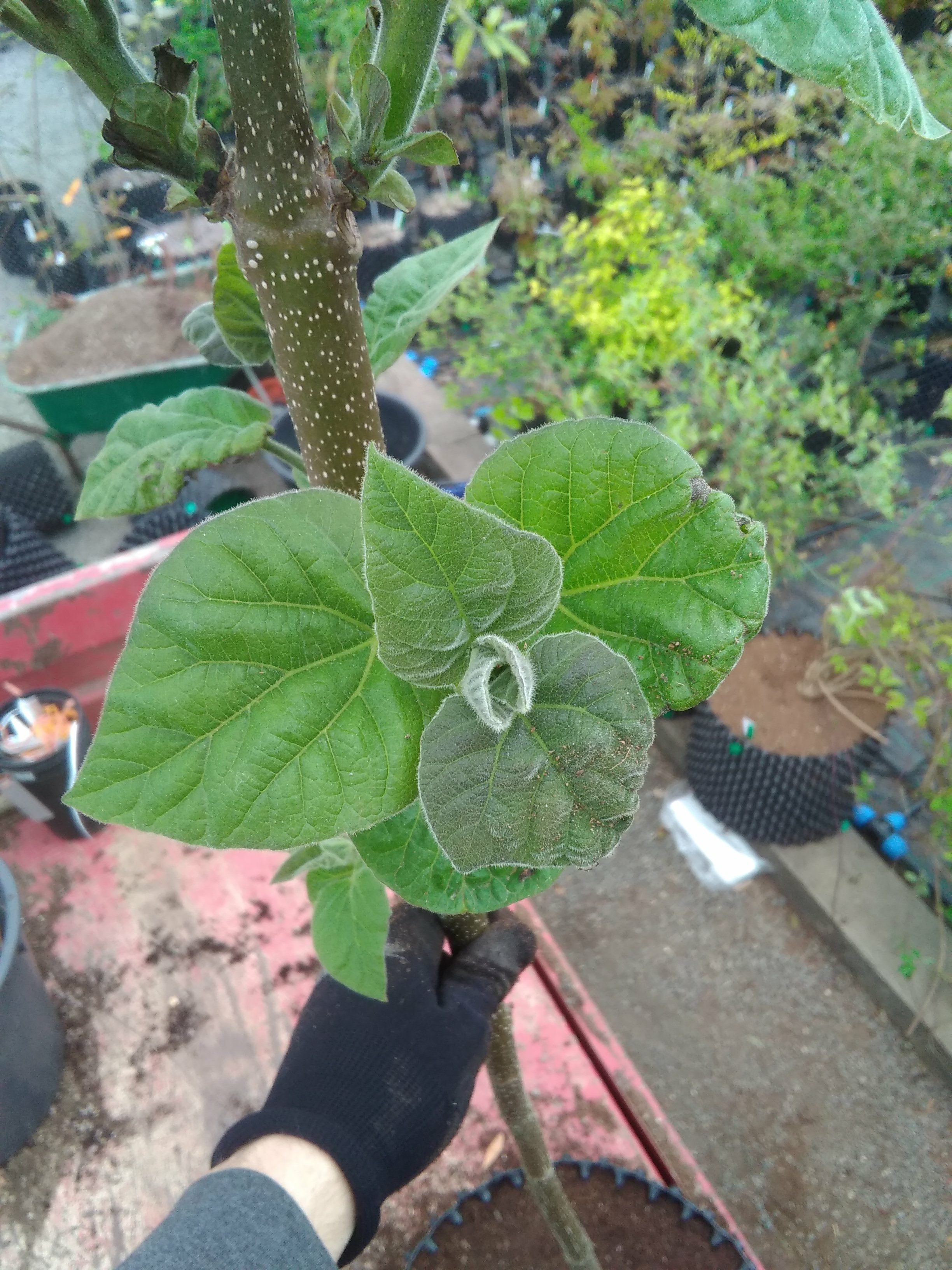 Image of Paulownia tomentosa