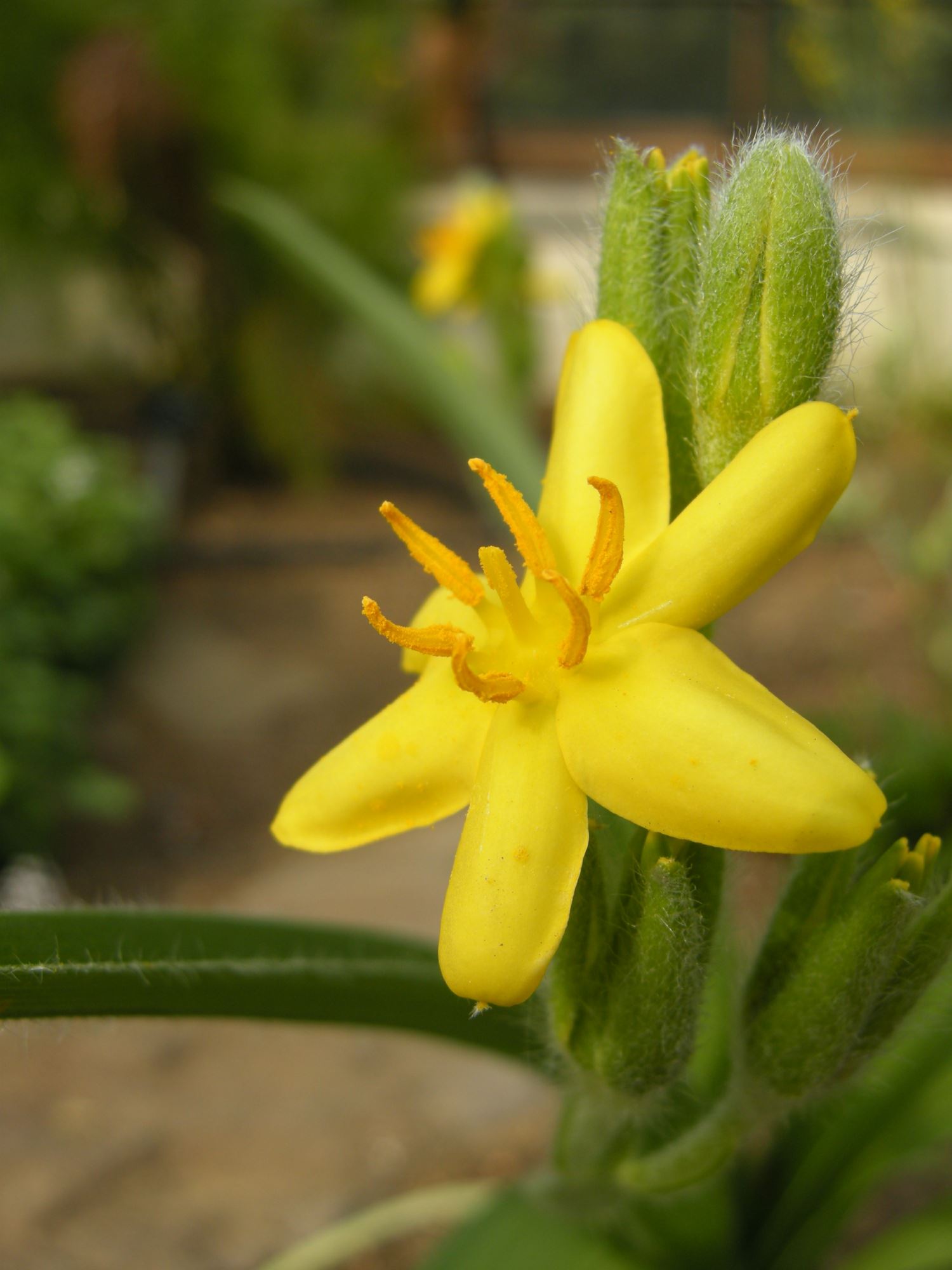 Image of Hypoxis hemerocallidea
