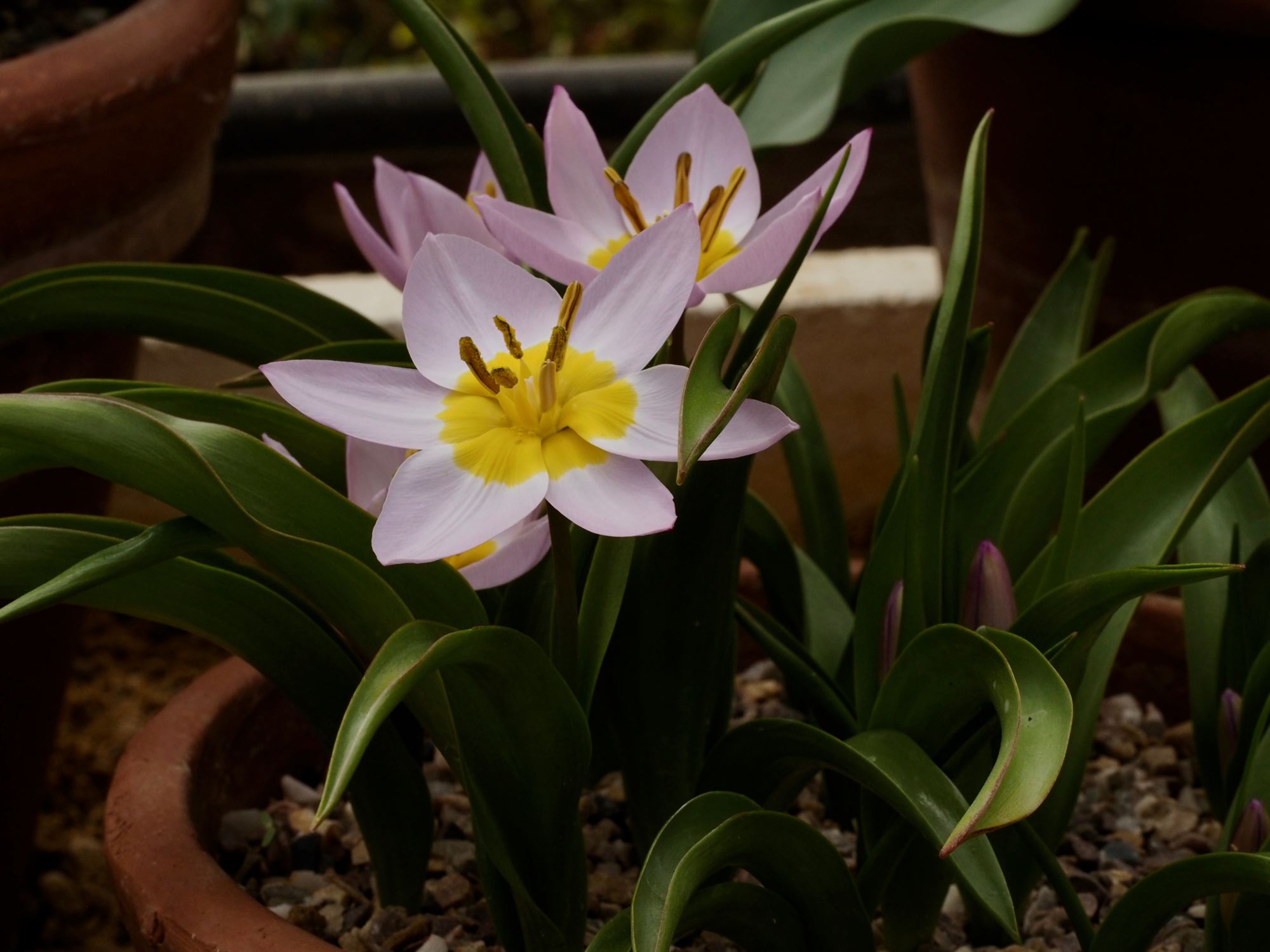 Image of Tulipa saxatalis (Bakeri Group) 'Lilac Wonder'