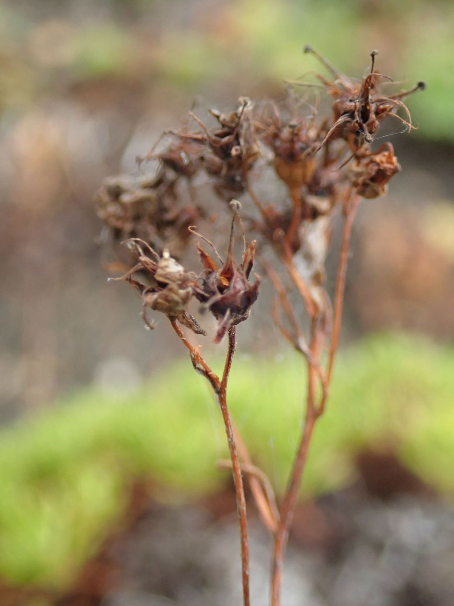 Image of Saxifraga canaliculata