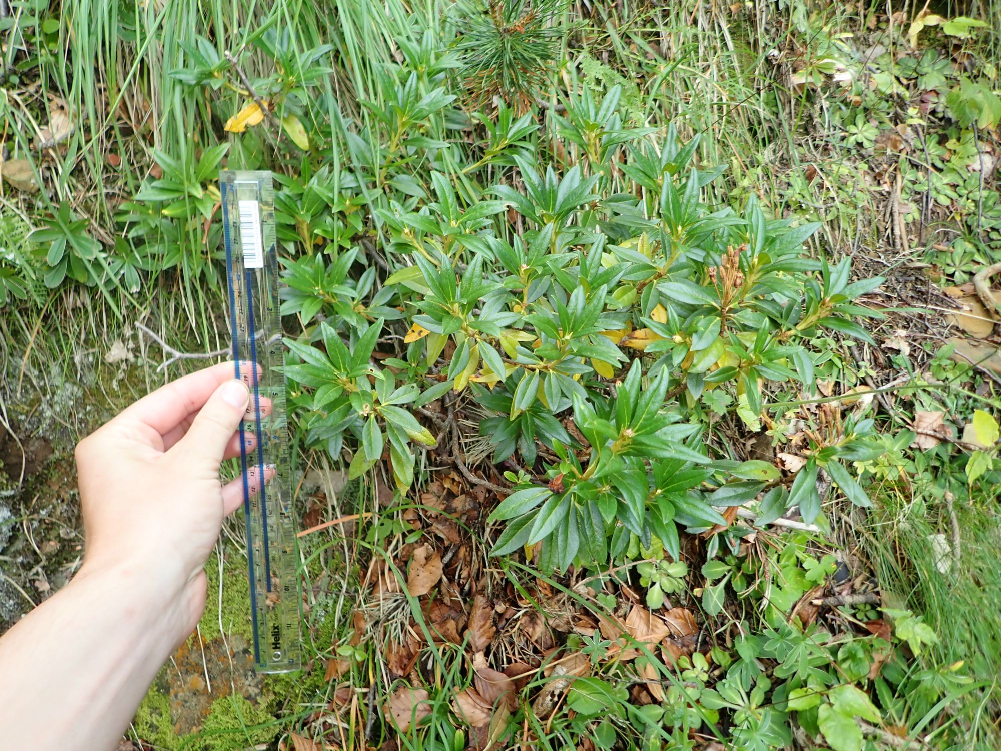 Image of Rhododendron ferrugineum