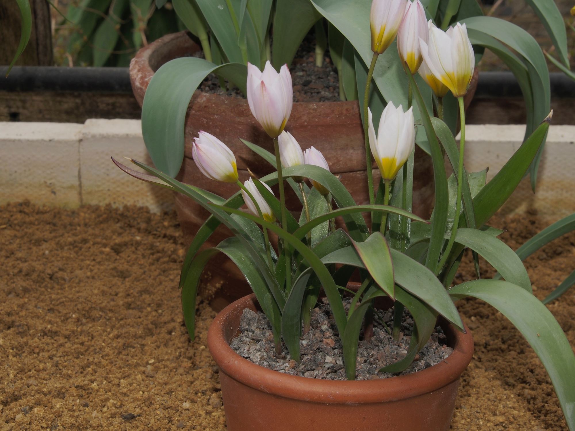 Image of Tulipa cretica