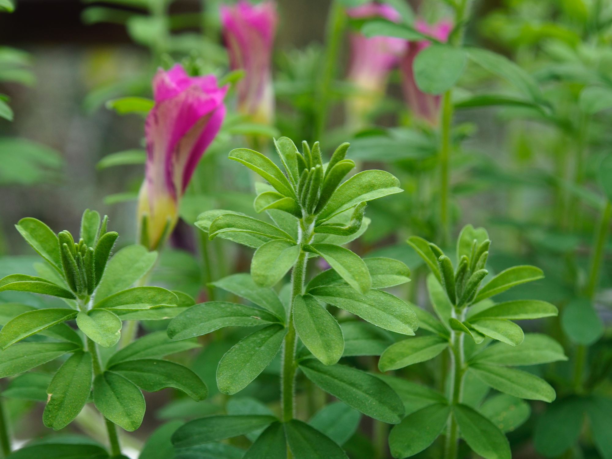 Image of Oxalis hirta