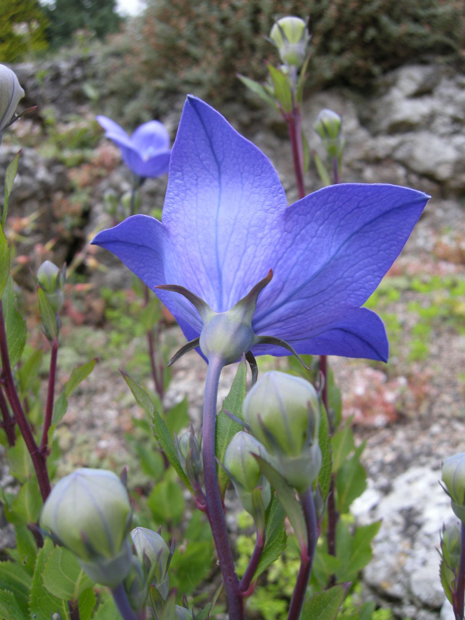 Image of Platycodon grandiflorus