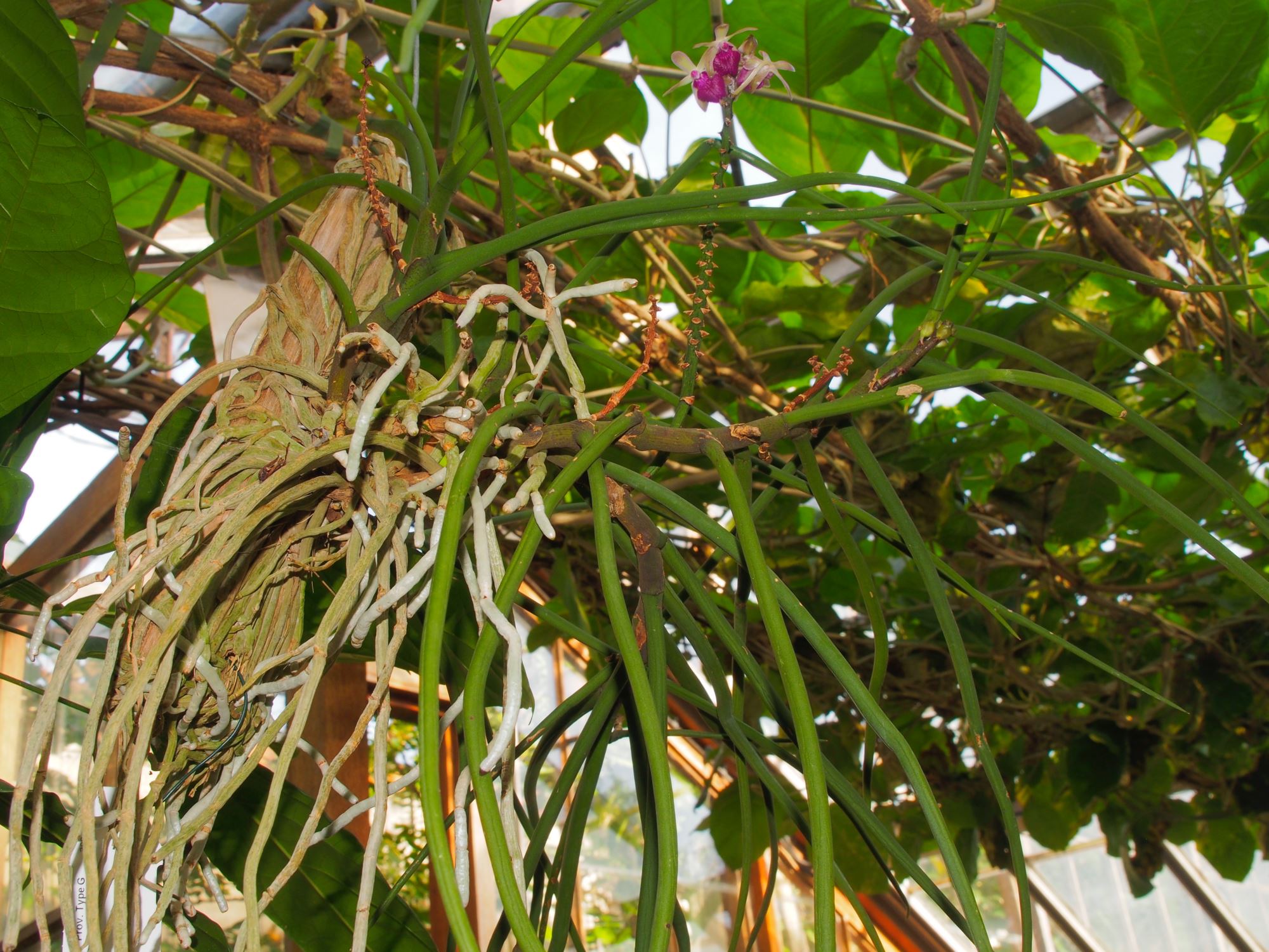 Image of Luisia curtisii Ã— Seidenfadenia mitrata
