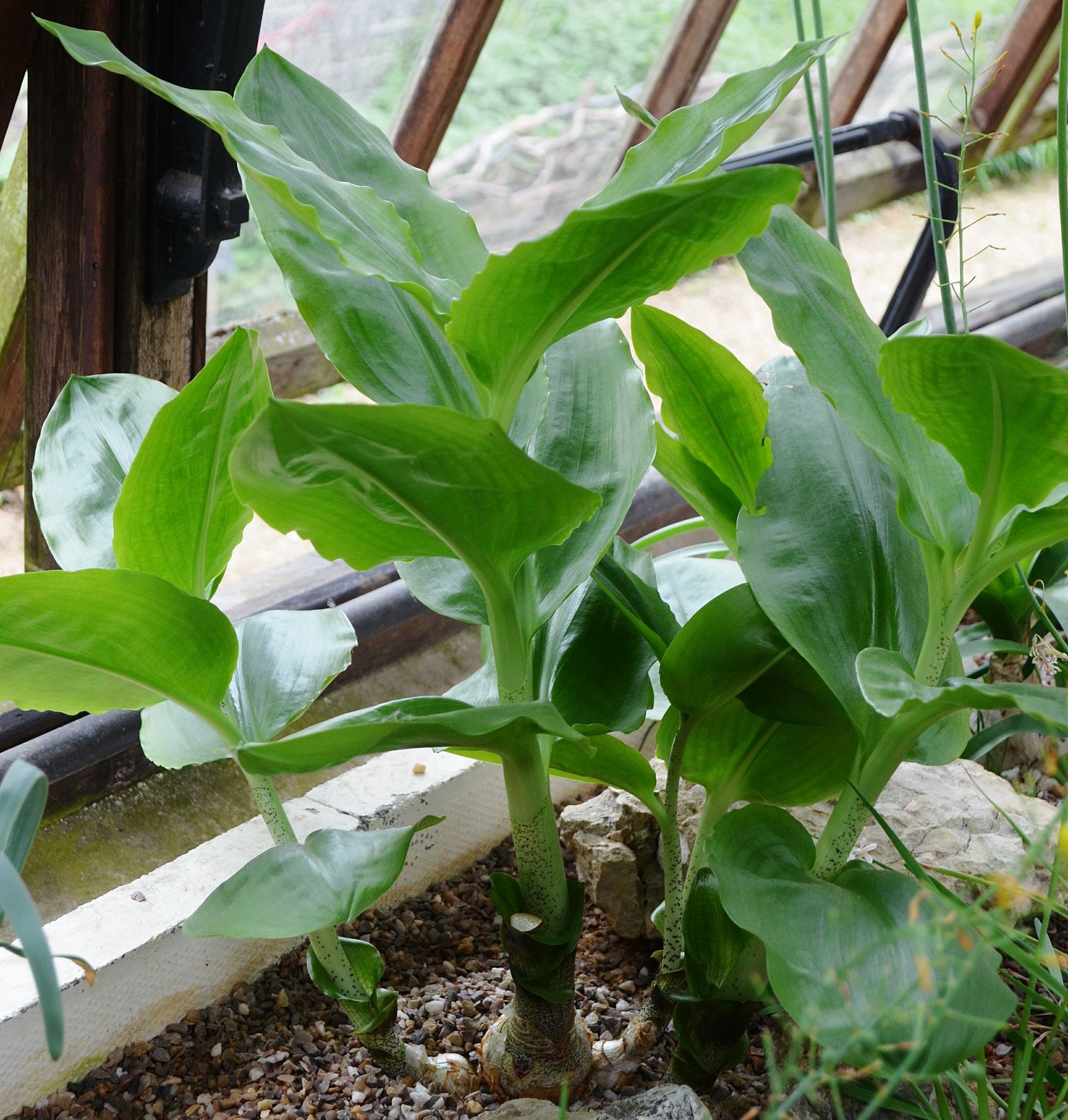Image of Scadoxus puniceus