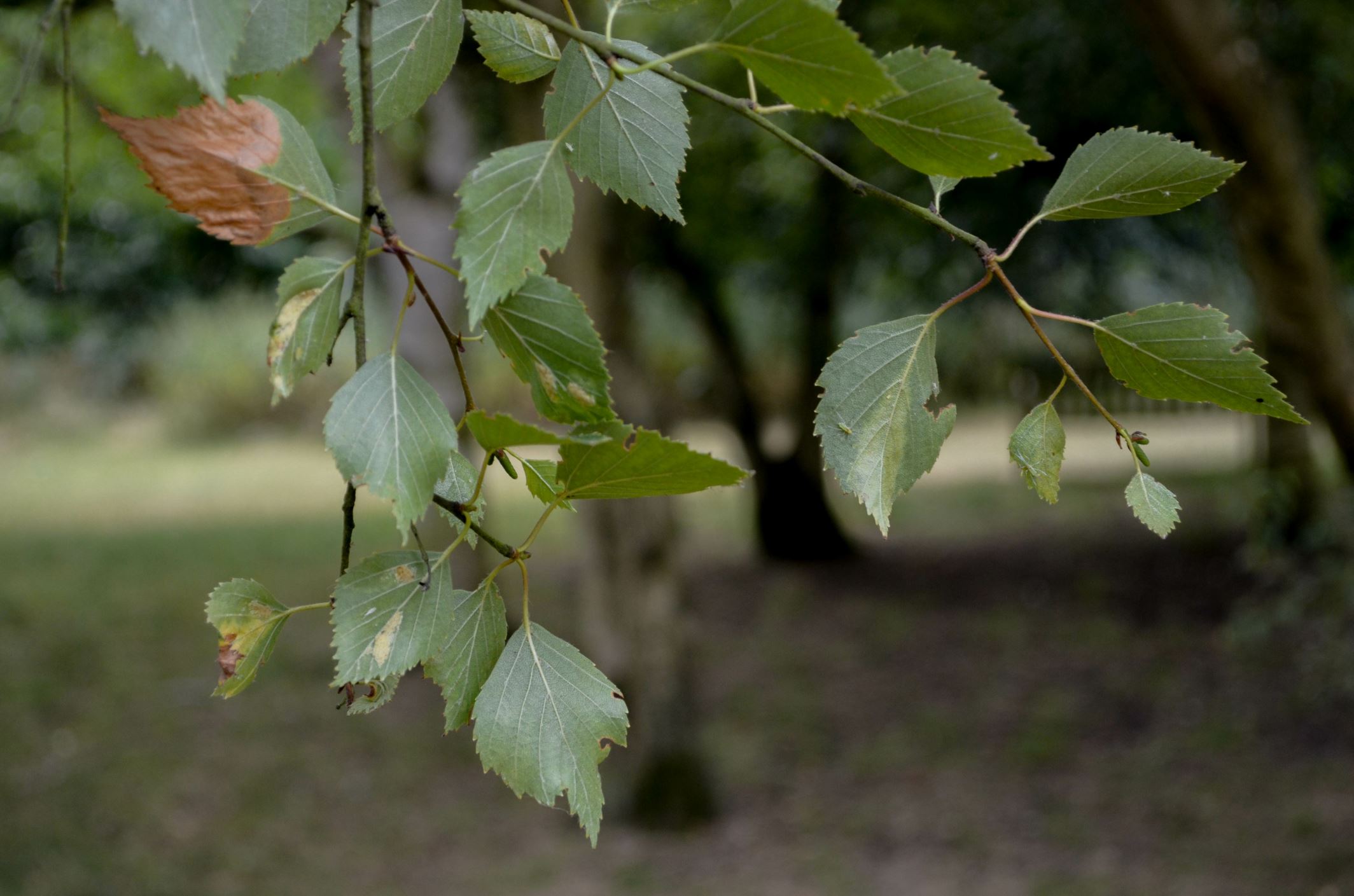 Image of Betula pubescens var. pubescens