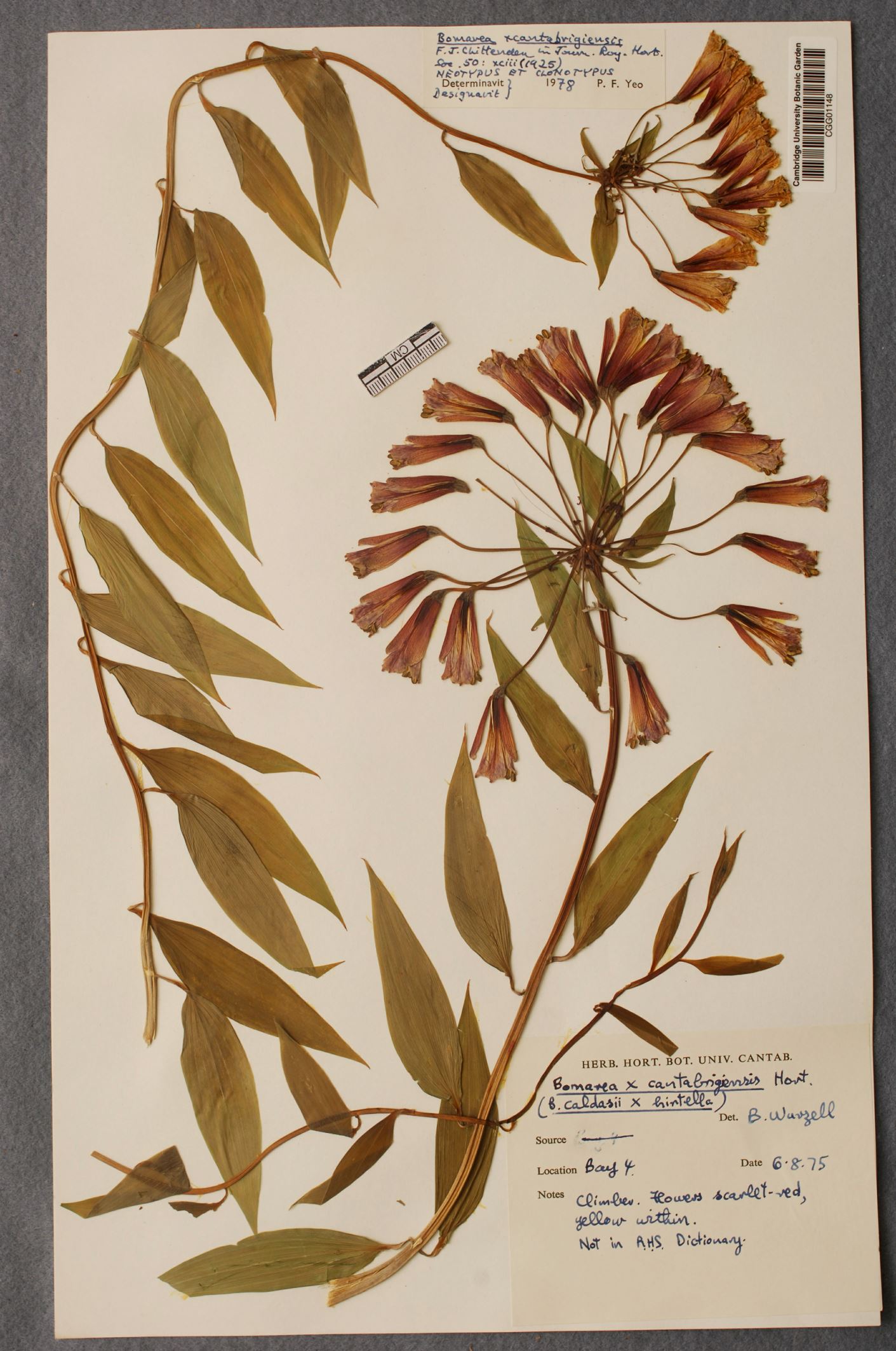 Image of Bomarea Ã— cantabrigiensis