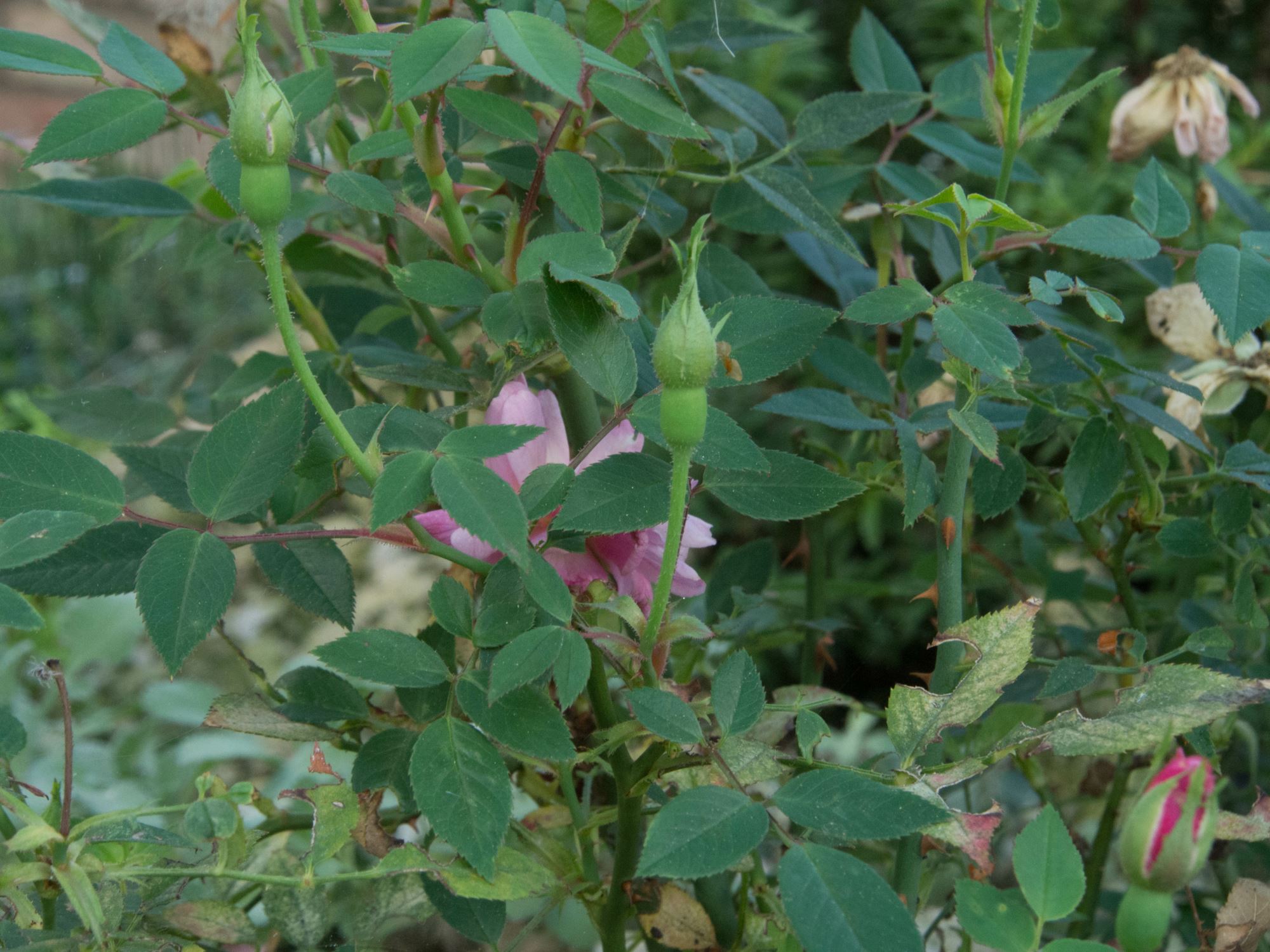 Image of Rosa 'Roulettii'
