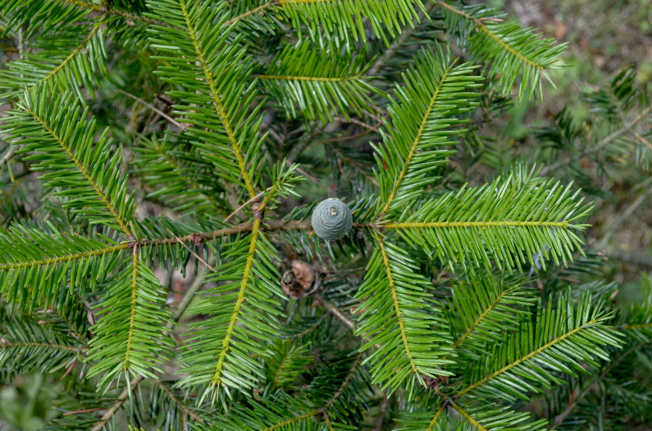 Image of Abies guatemalensis