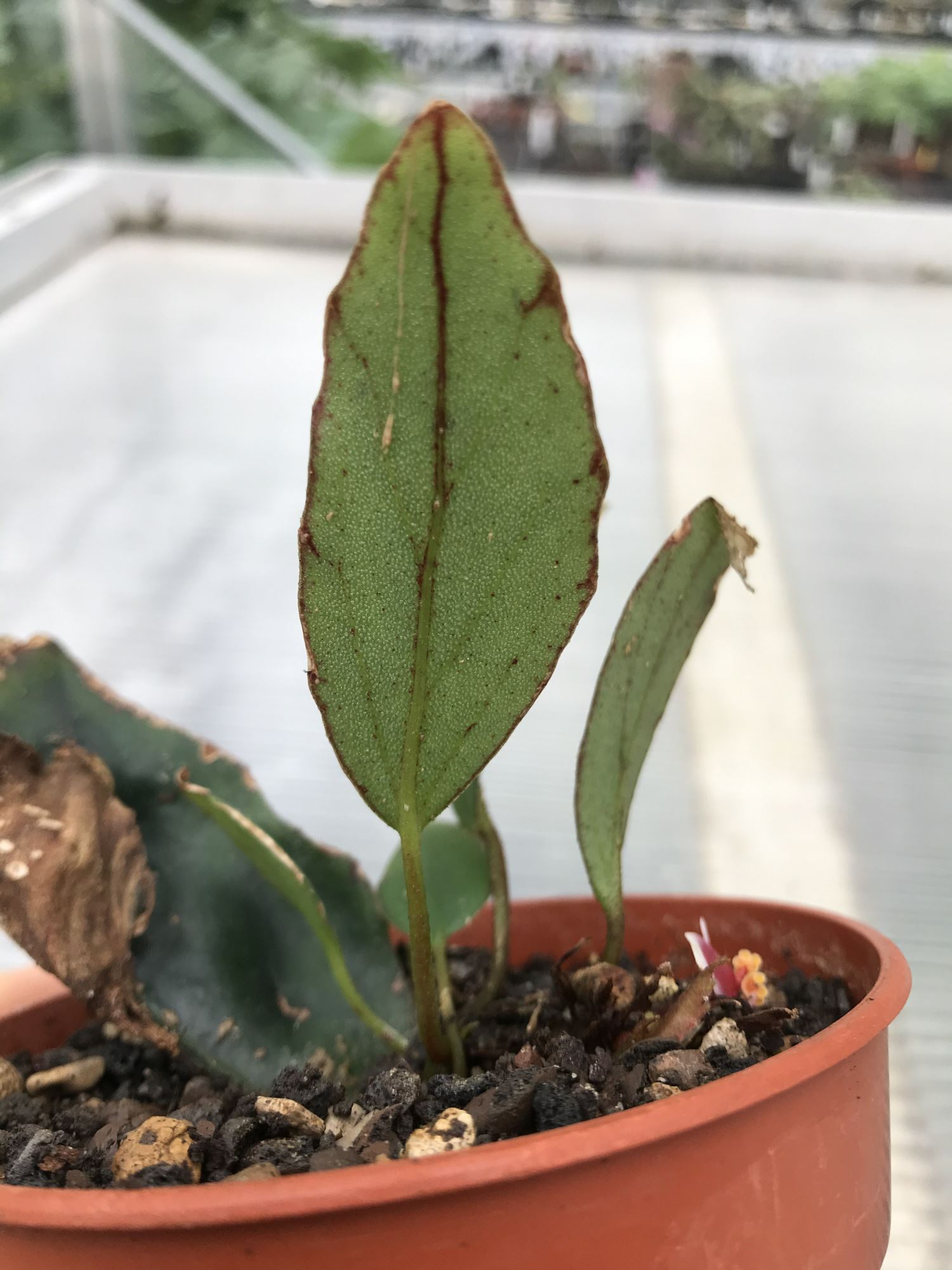 Image of Begonia longipetiolata