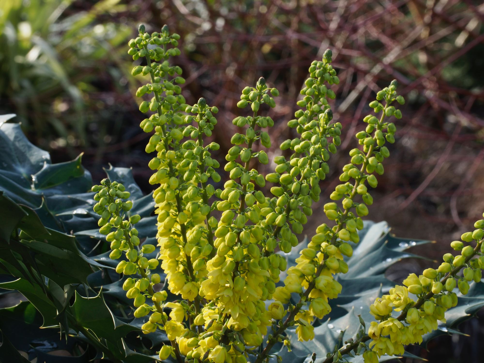 Image of Mahonia Ã— media 'Charity'