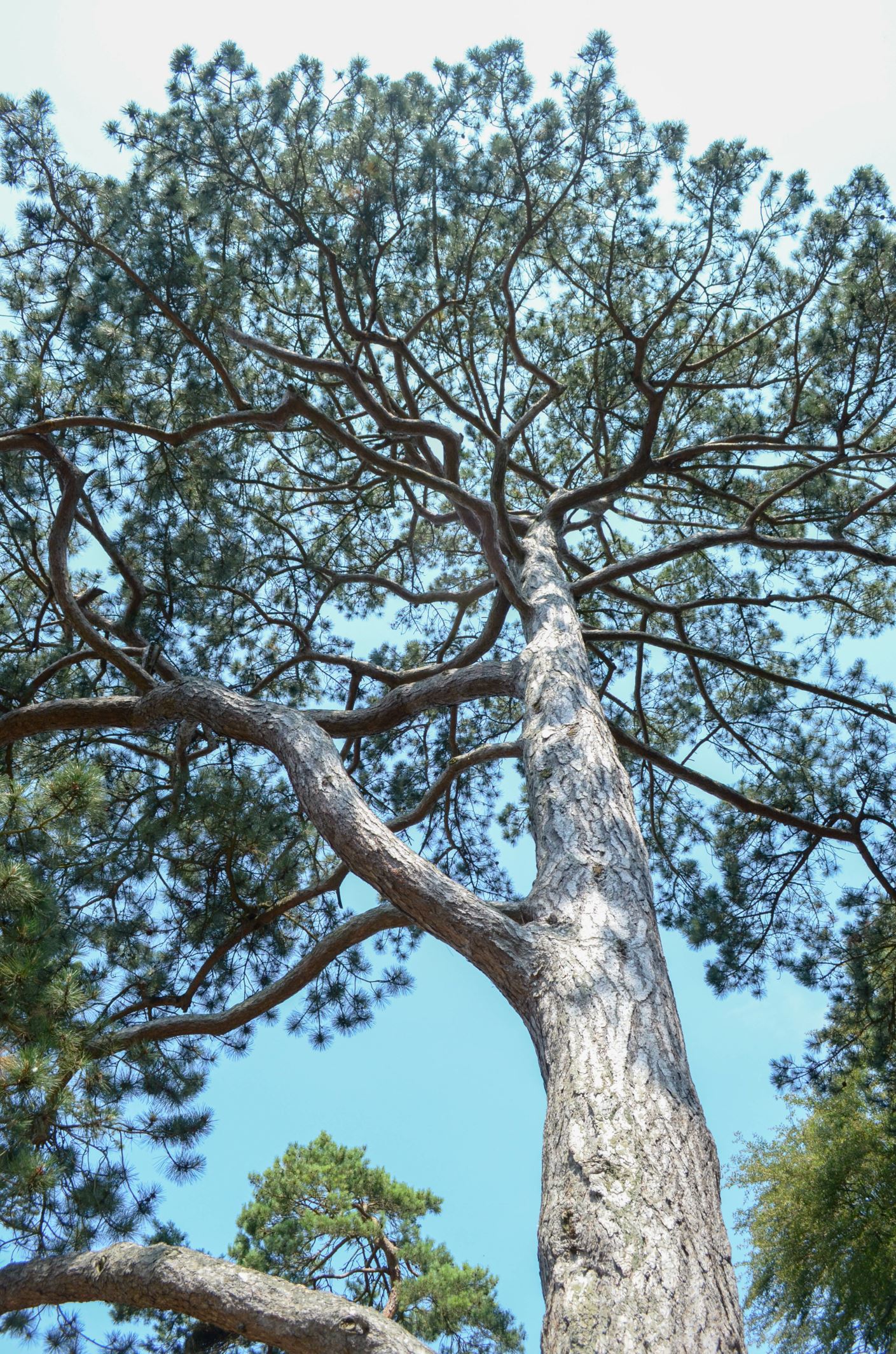 Image of Pinus nigra subsp. salzmannii