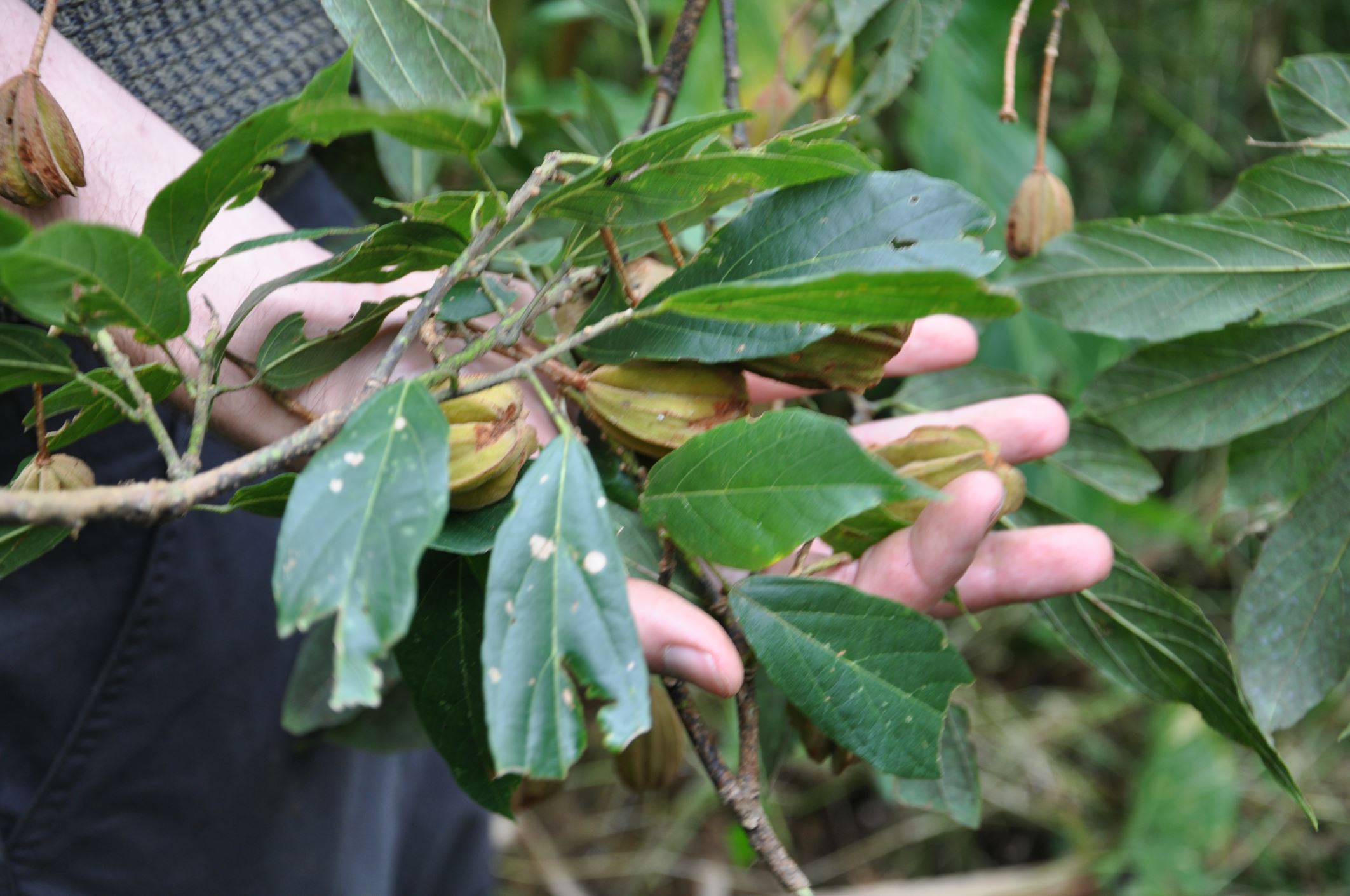 Image of Rehderodendron sp.
