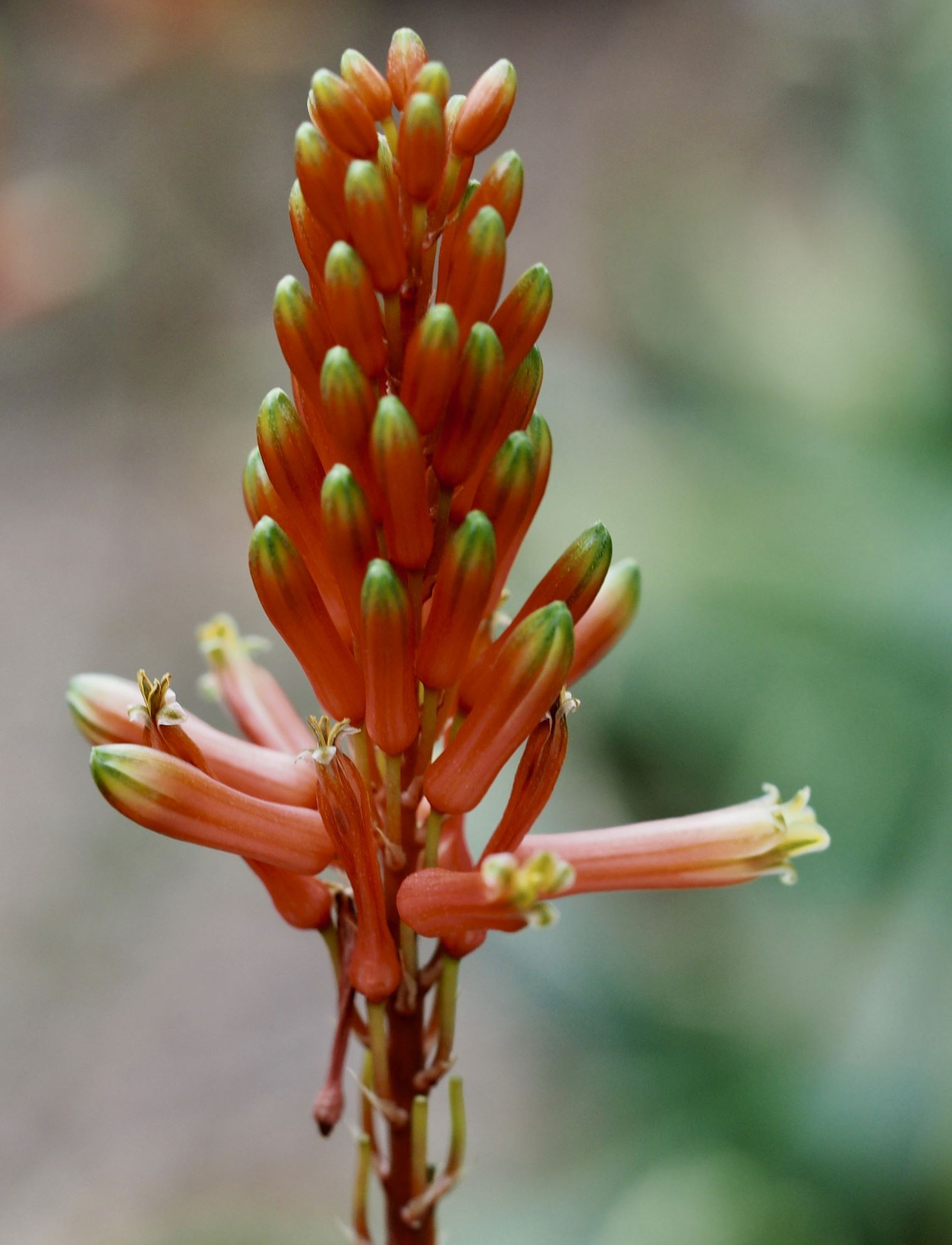 Image of Aloe tororoana