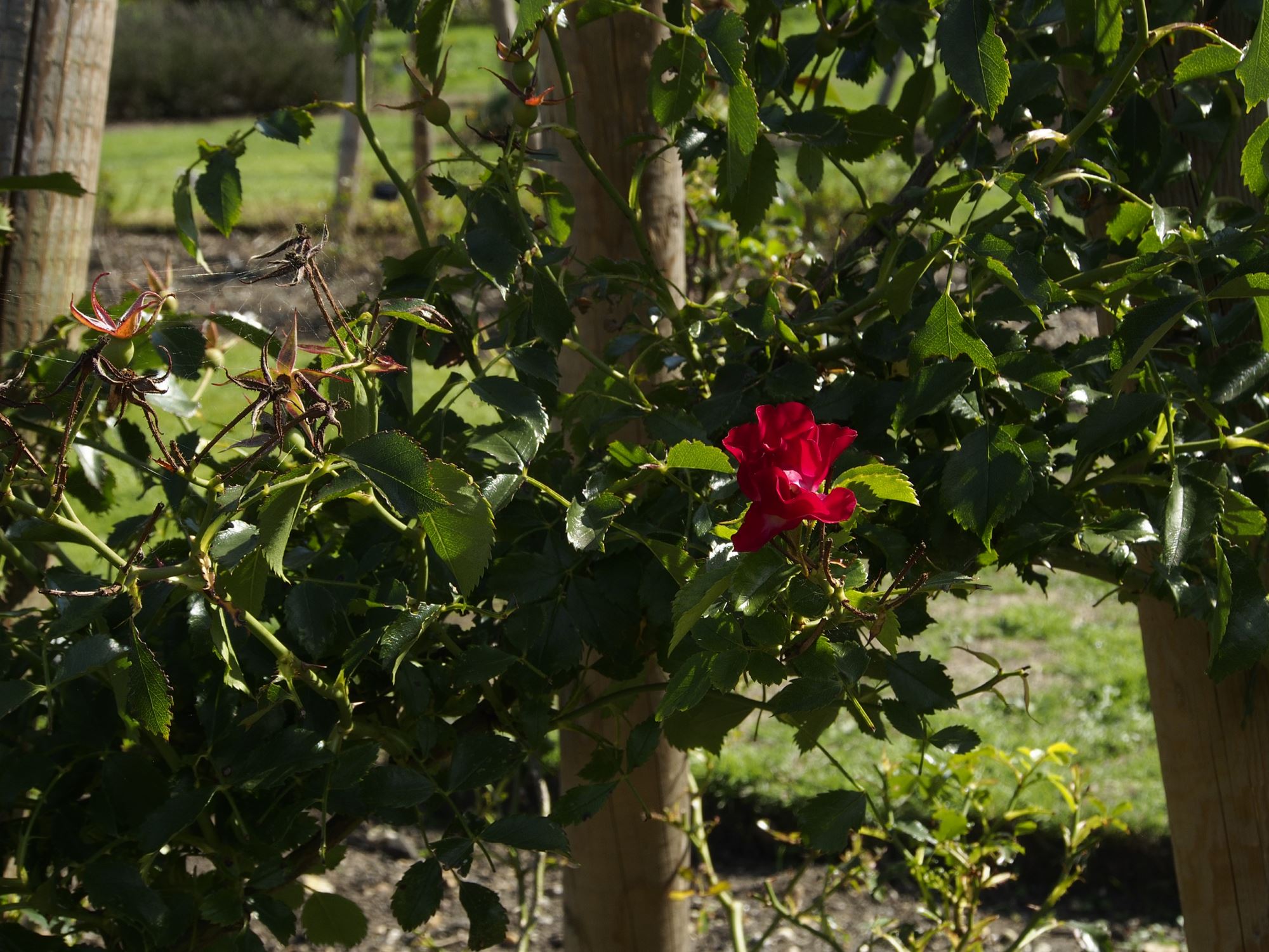 Image of Rosa 'Rambling Rosie'