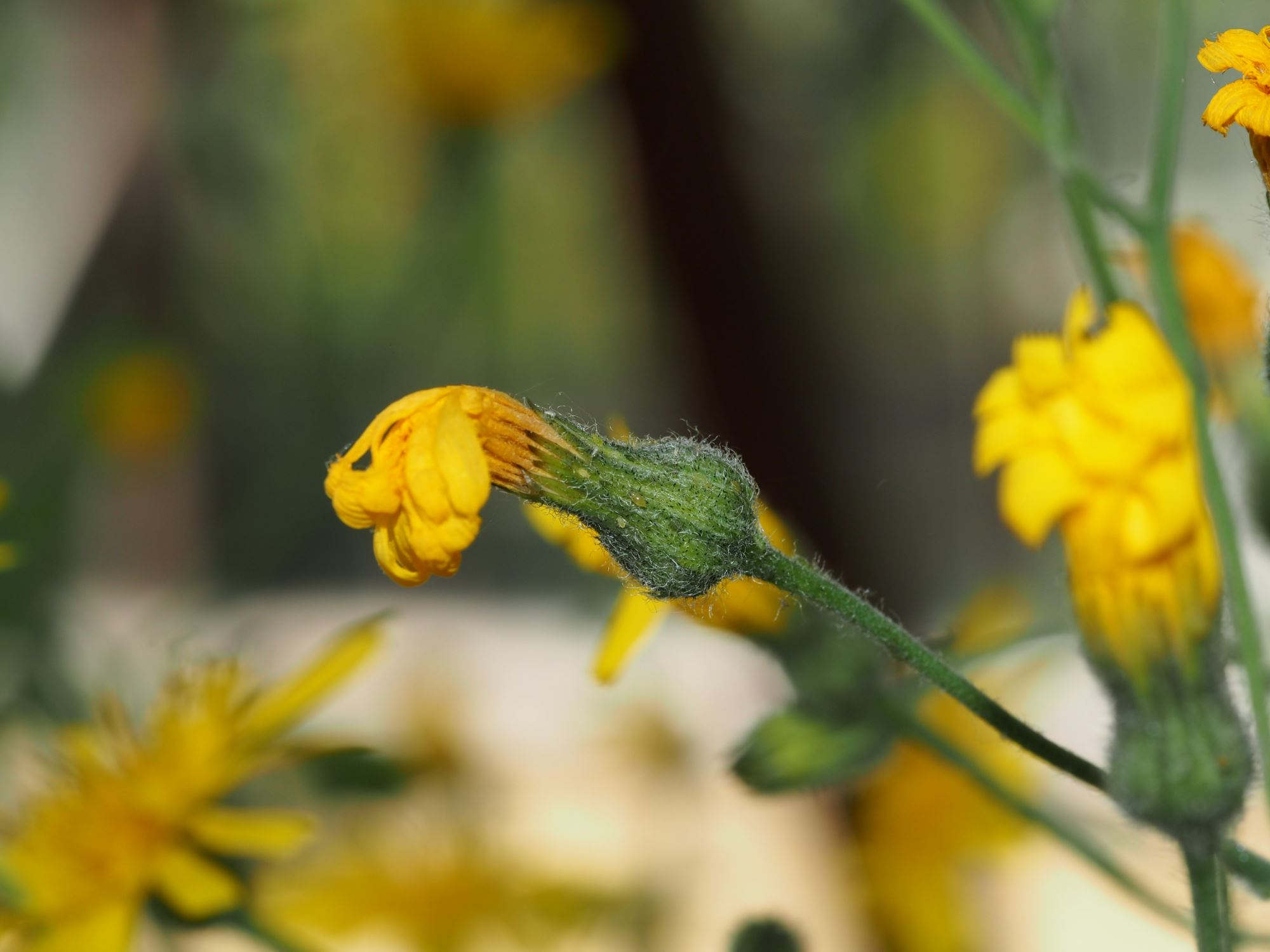 Image of Hieracium maculatum subsp. maculatum