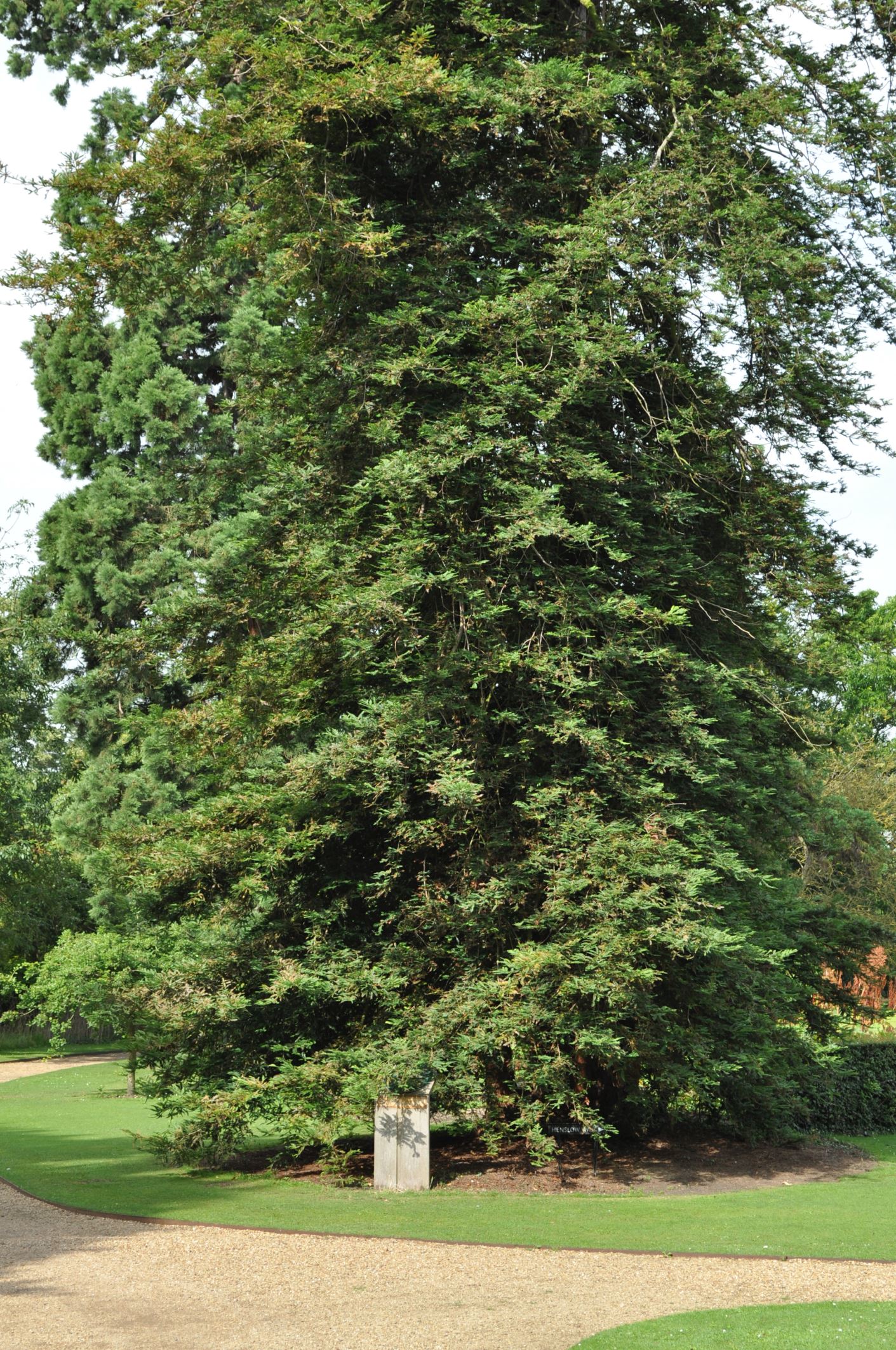 Image of Sequoia sempervirens
