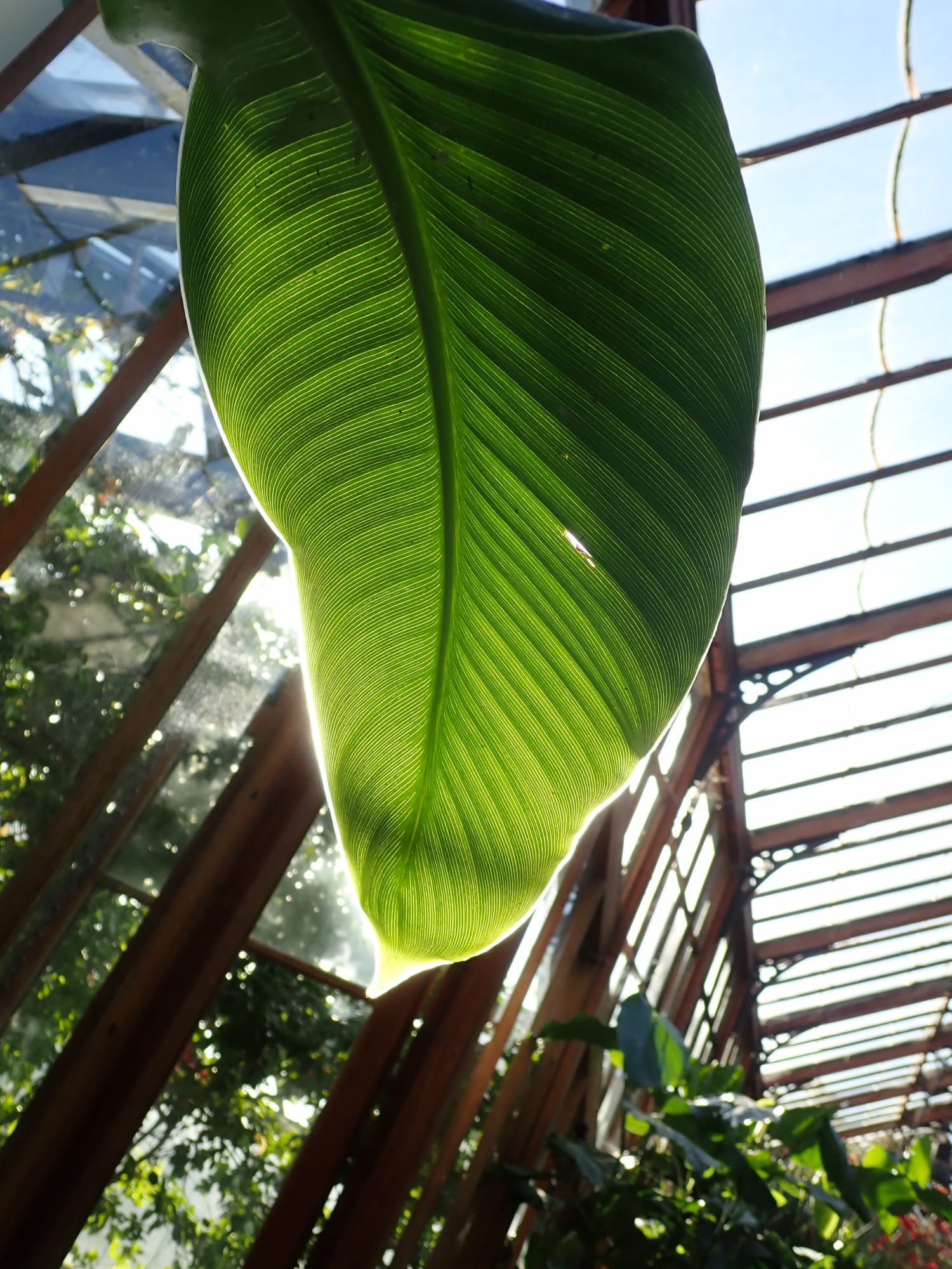 Image of Canna indica