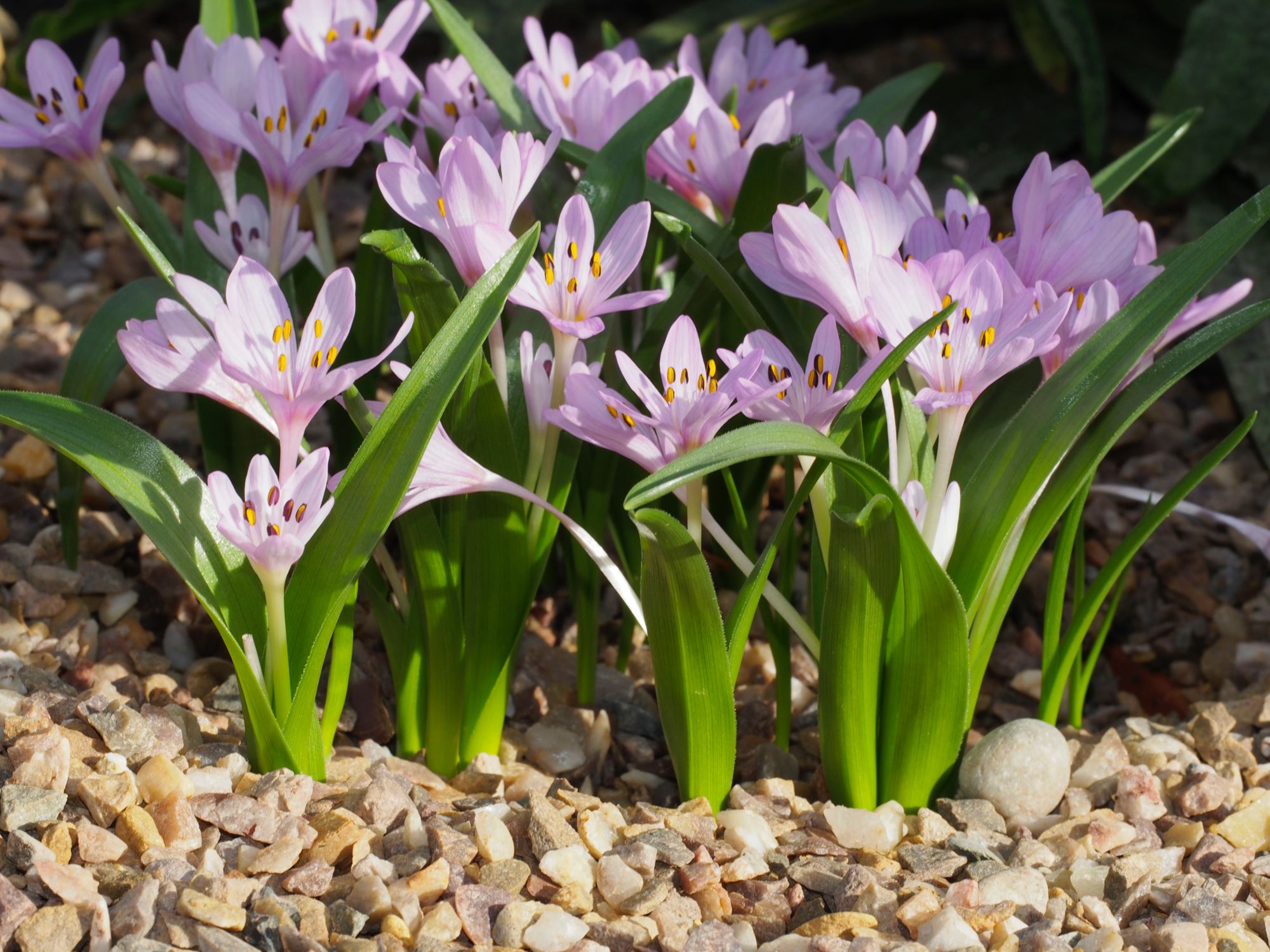 Image of Colchicum cupanii