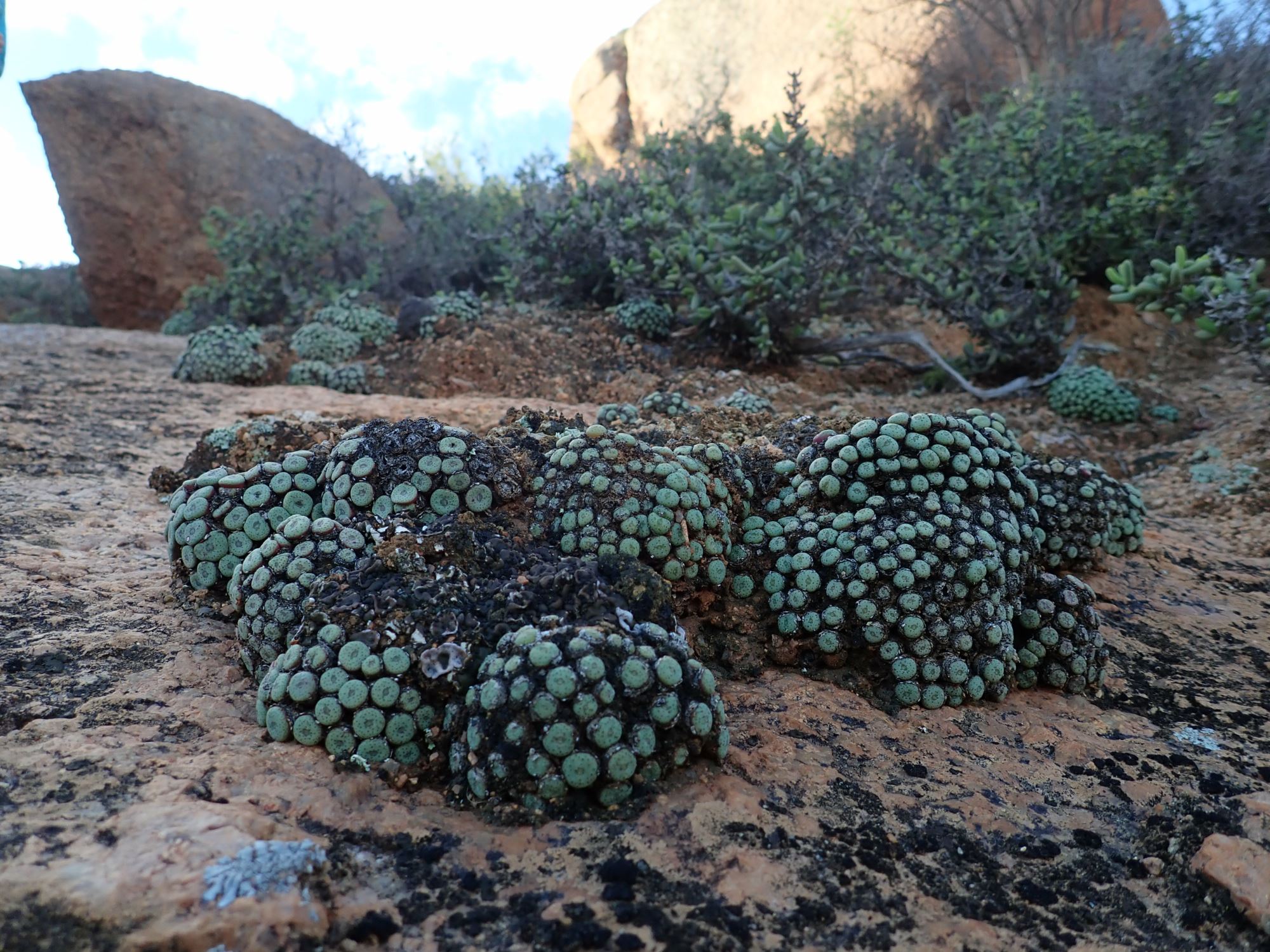 Image of Conophytum sp.