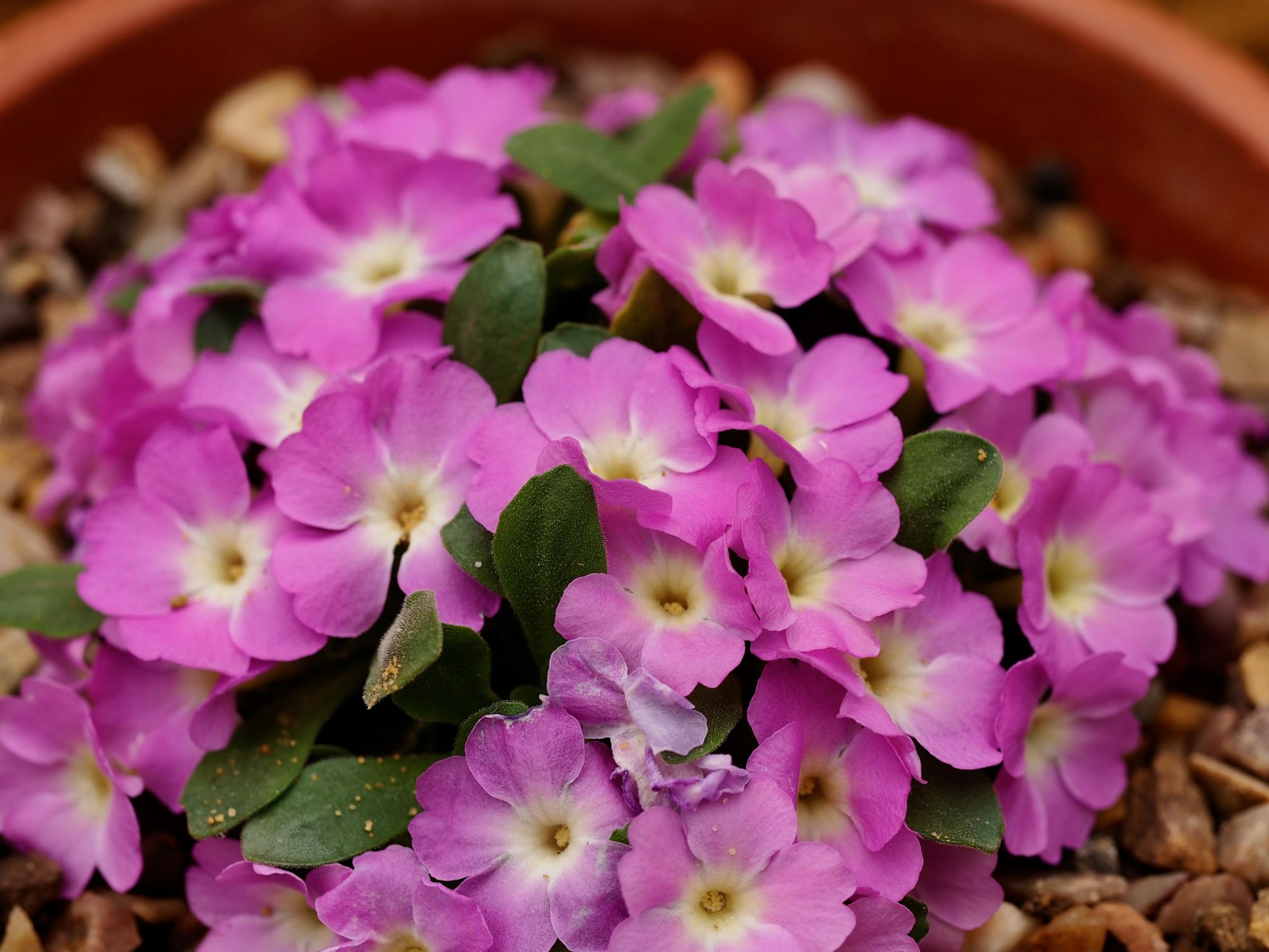 Image of Primula allionii 'Henry Burrow'