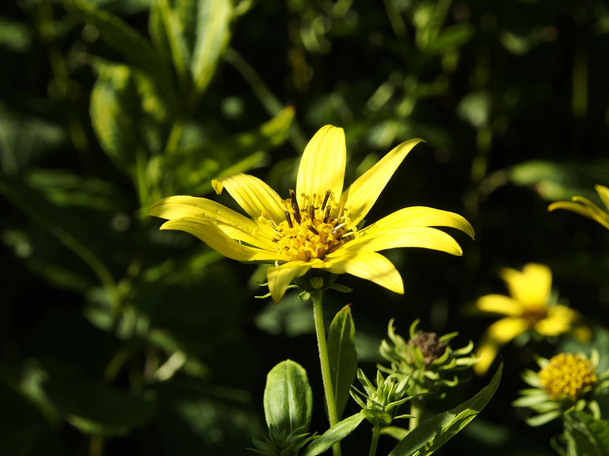 Image of Helianthus decapetalus