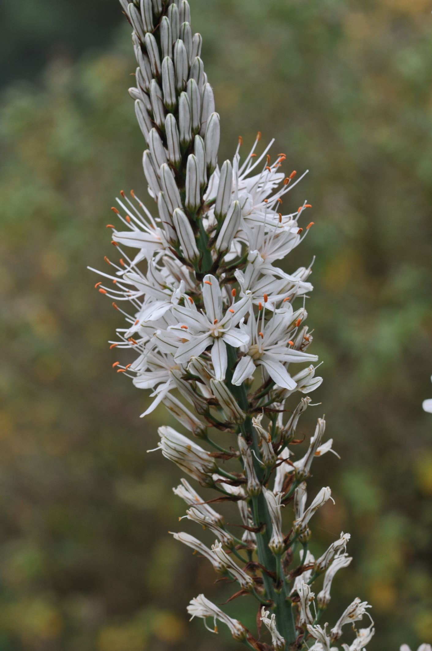 Image of Asphodelus albus