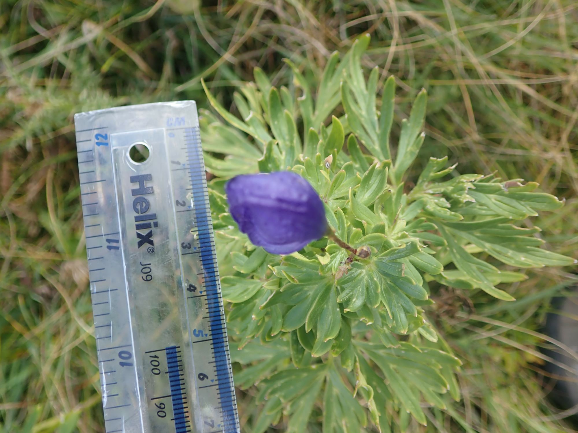 Image of Aconitum napellus
