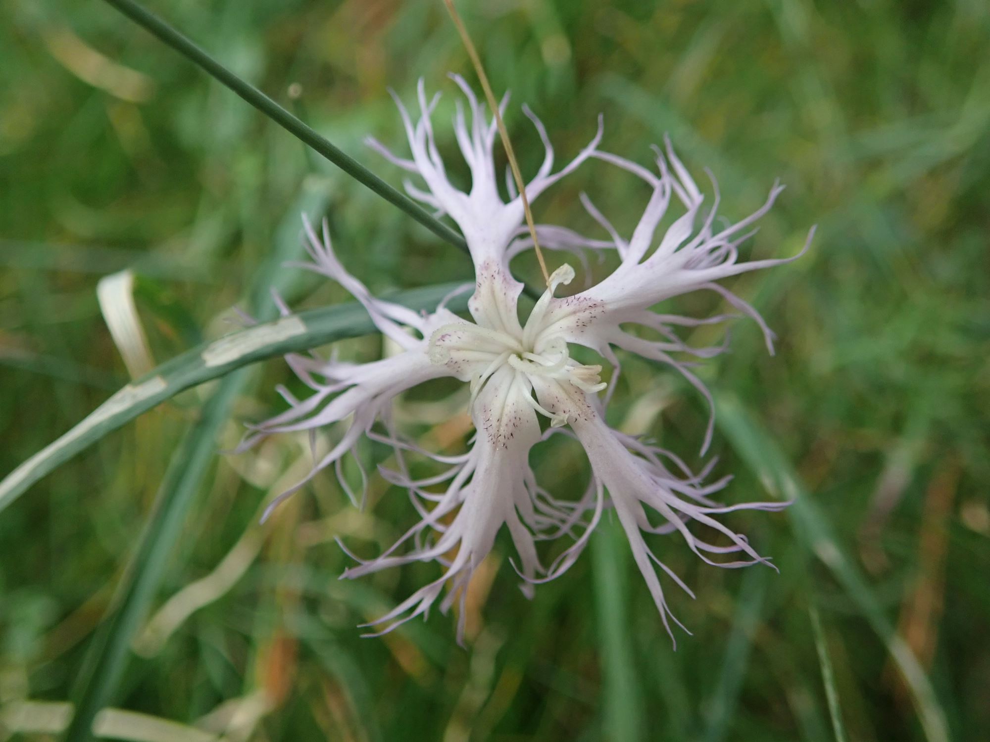 Image of Dianthus monspessulanus